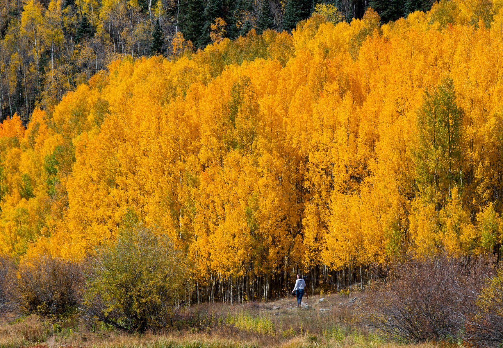 A photographers sets to capture the turning aspens 11,018-foot Red Mountain Pass between Ouray and Silverton, Colo., Wednesday, Sept. 29, 2021. (The Gazette, Christian Murdock) (Christian Murdock/The Gazette)