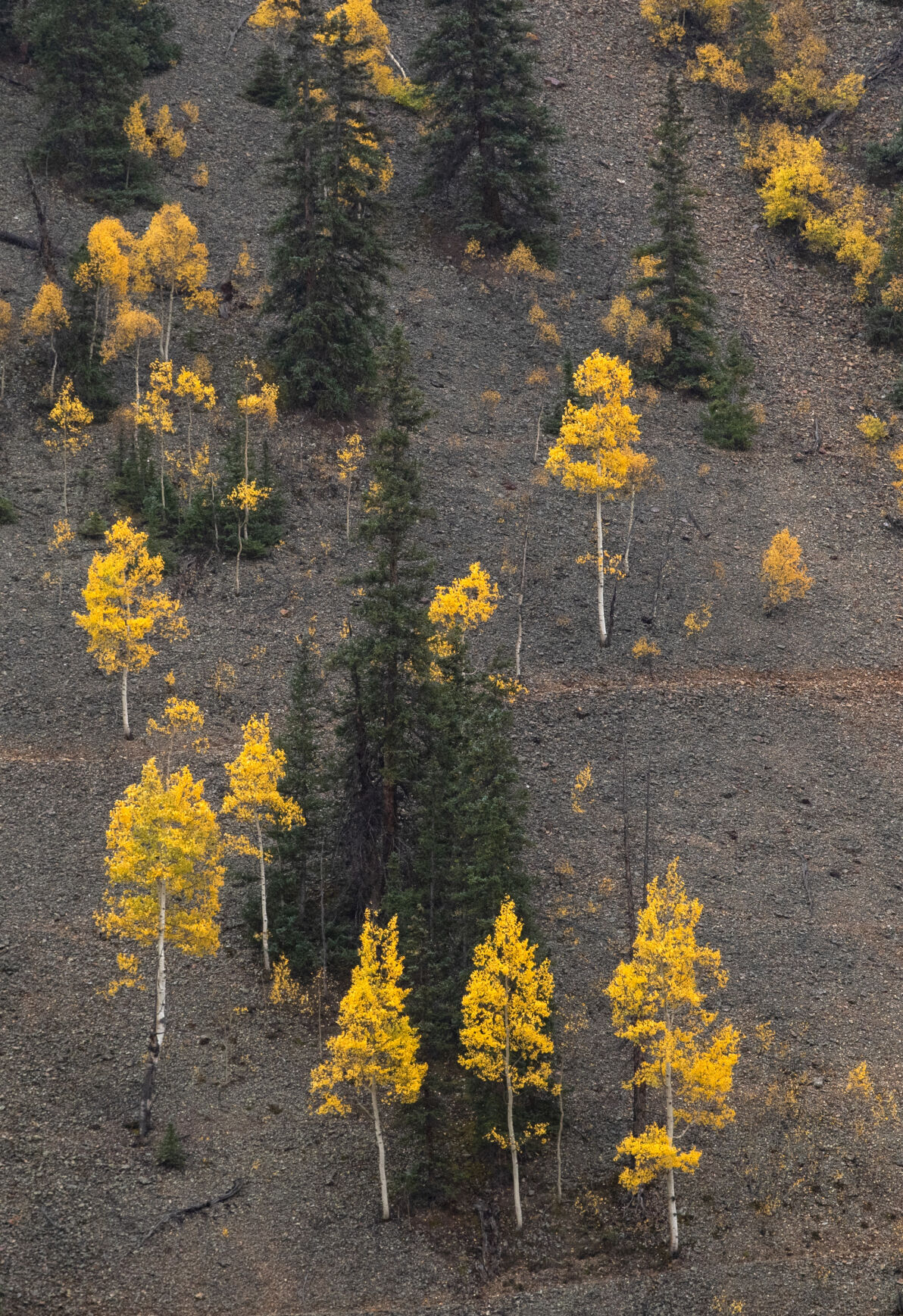 Aspens turn golden along Engineer Pass in the San Juan Mountains Tuesday, Sept. 29, 2021, in southwestern Colorado. (The Gazette, Christian Murdock) (Christian Murdock/The Gazette)