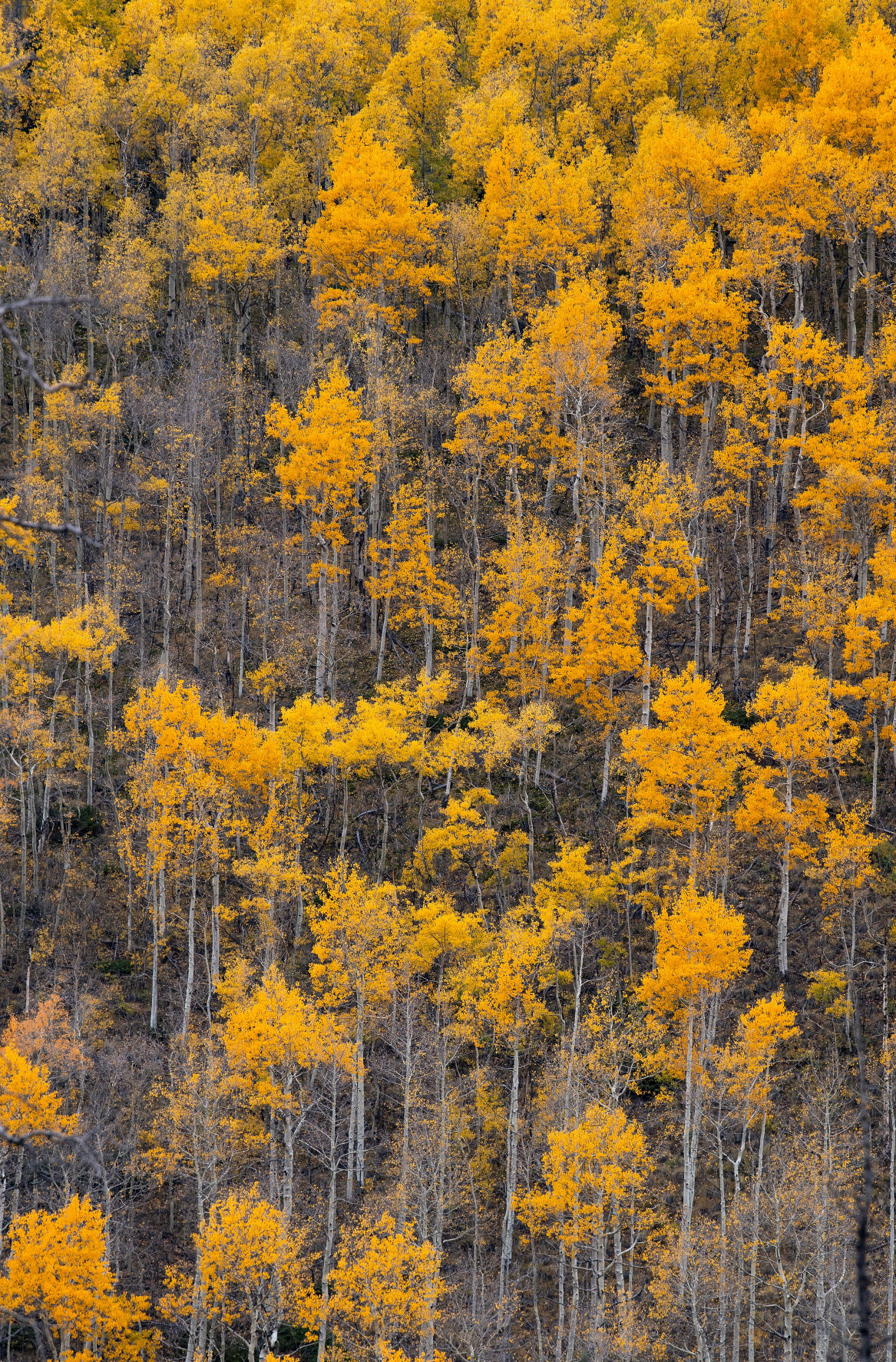 Aspens show their colors on 11,530-foot Slumgullion Pass outside Lake City, Colo., Tuesday, Sept. 28, 2021. (The Gazette, Christian Murdock) (Christian Murdock/The Gazette)