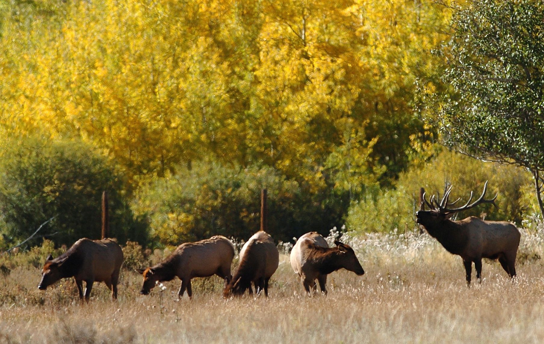 A bull elk bugles as he tries to keep his harem of 40 cows and calves away from another bull in RMNP. (Christian Murdock, The Gazette file)