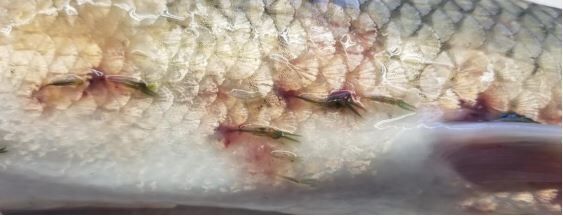 A fish with a heavy load of Lernaea sp. (anchor worm) attached to the body and fins. (Clay, Jason)