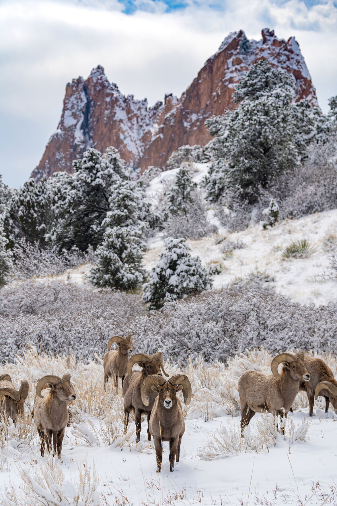 Robert Parham “Garden Rams”