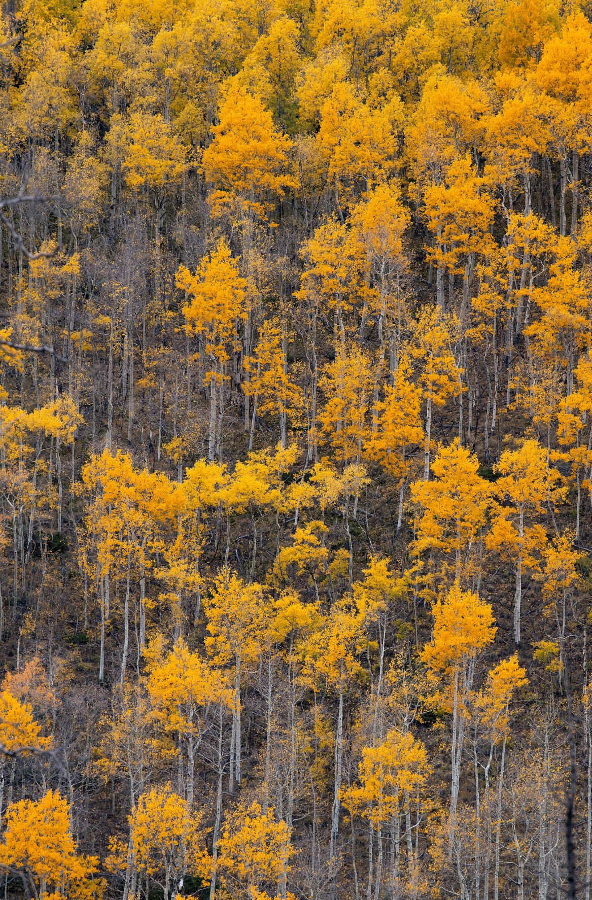 Aspens show their colors on 11,530-foot Slumgullion Pass outside Lake City, Colo., Tuesday, Sept. 28, 2021. (The Gazette, Christian Murdock) (Christian Murdock/The Gazette)