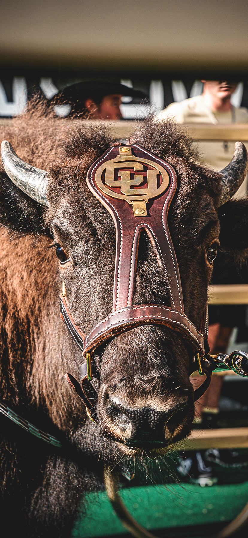 Ralphie VI is the newest buffalo in CU’s Ralphie Live Mascot Program. The 500-pound female was donated by Isham Ranch in Nebraska. (Courtesy of Taylor Stratton)