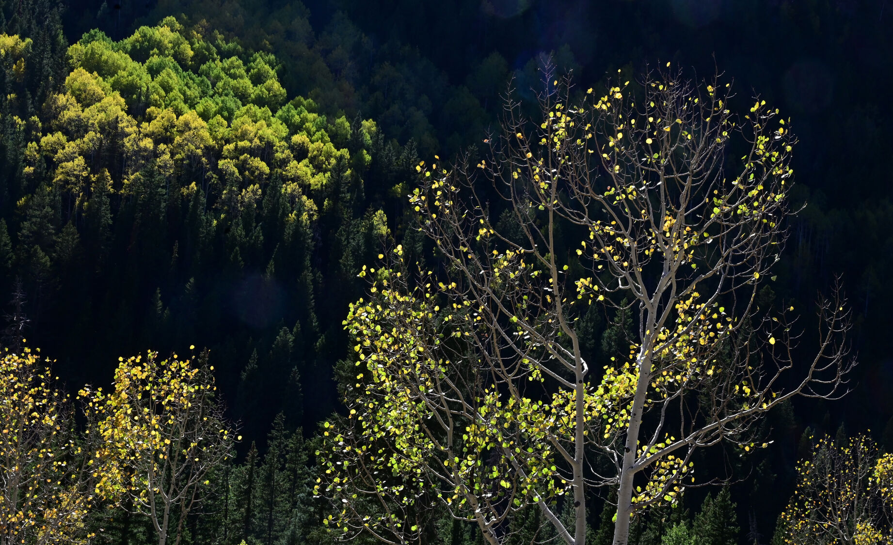 The colors of Fall on the Castle Creek Rd. on Wednesday, Sept. 22, 2021. (Photo by Jerilee Bennett, The Gazette)