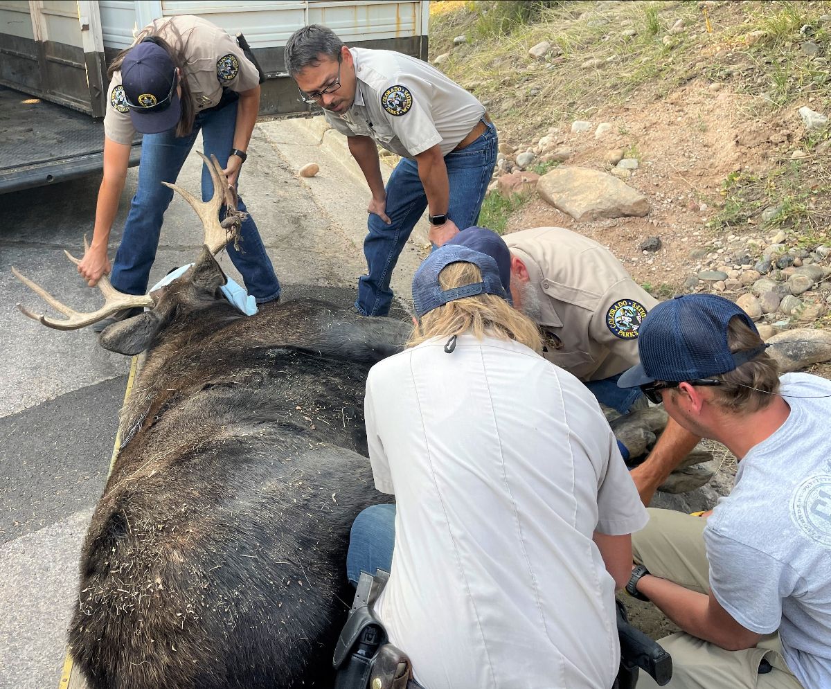 Photo Courtesy of Colorado Parks and Wildlife.