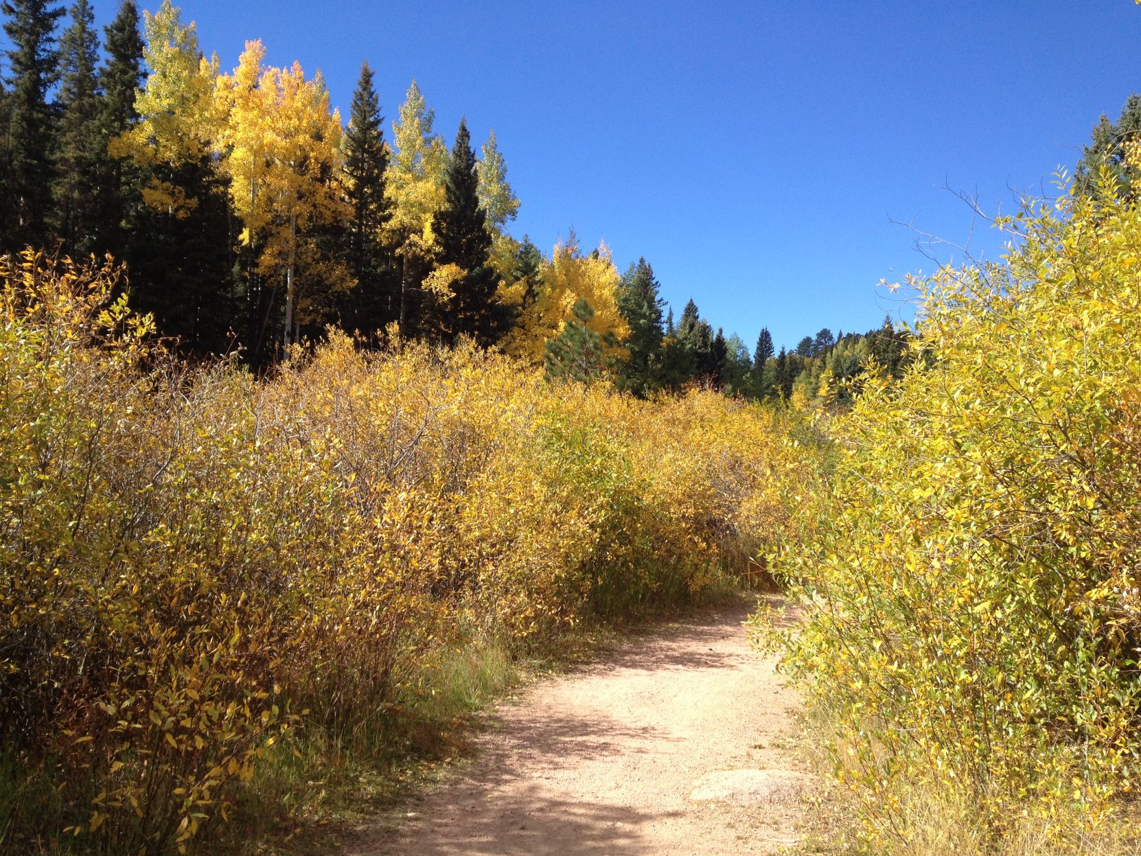 Portions of the Rainbow Gulch Trail are lined with willows. (Joe LaFleur/Cheyenne Edition)