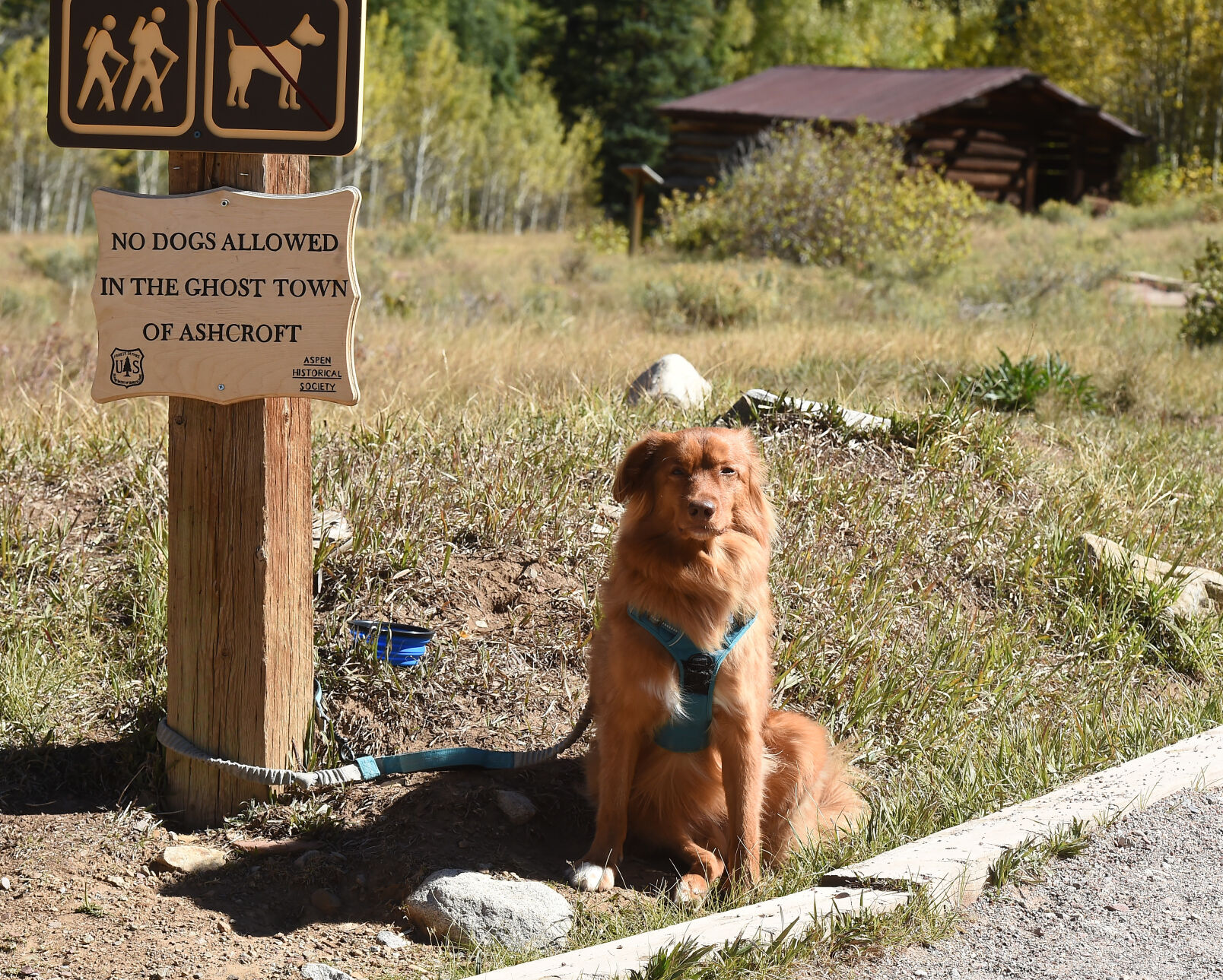This guy had to wait outside the ghost town, because dogs aren’t allowed in the ghost town of Ashcroft. (Photo by Jerilee Bennett, The Gazette) (Jerilee Bennett)