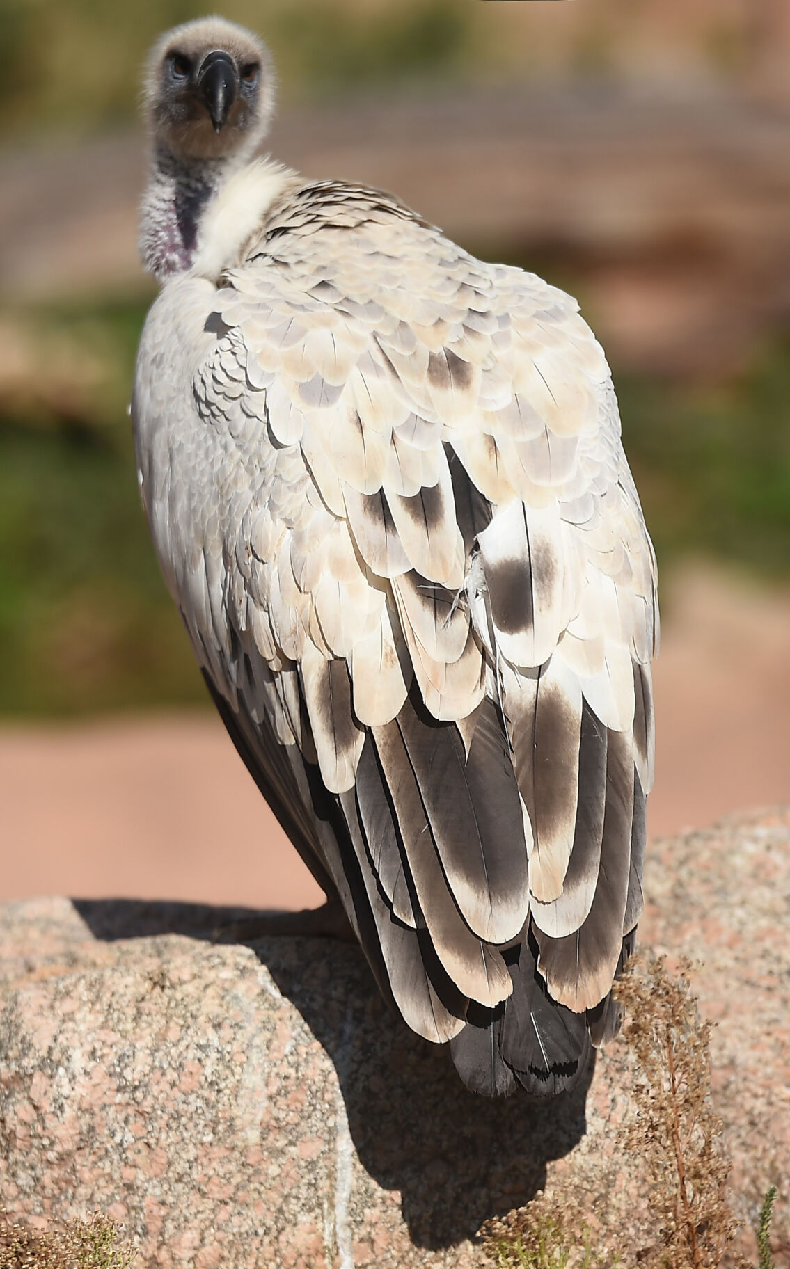 A vulture can look over its back to almost 180 degrees. (Jerilee Bennett)