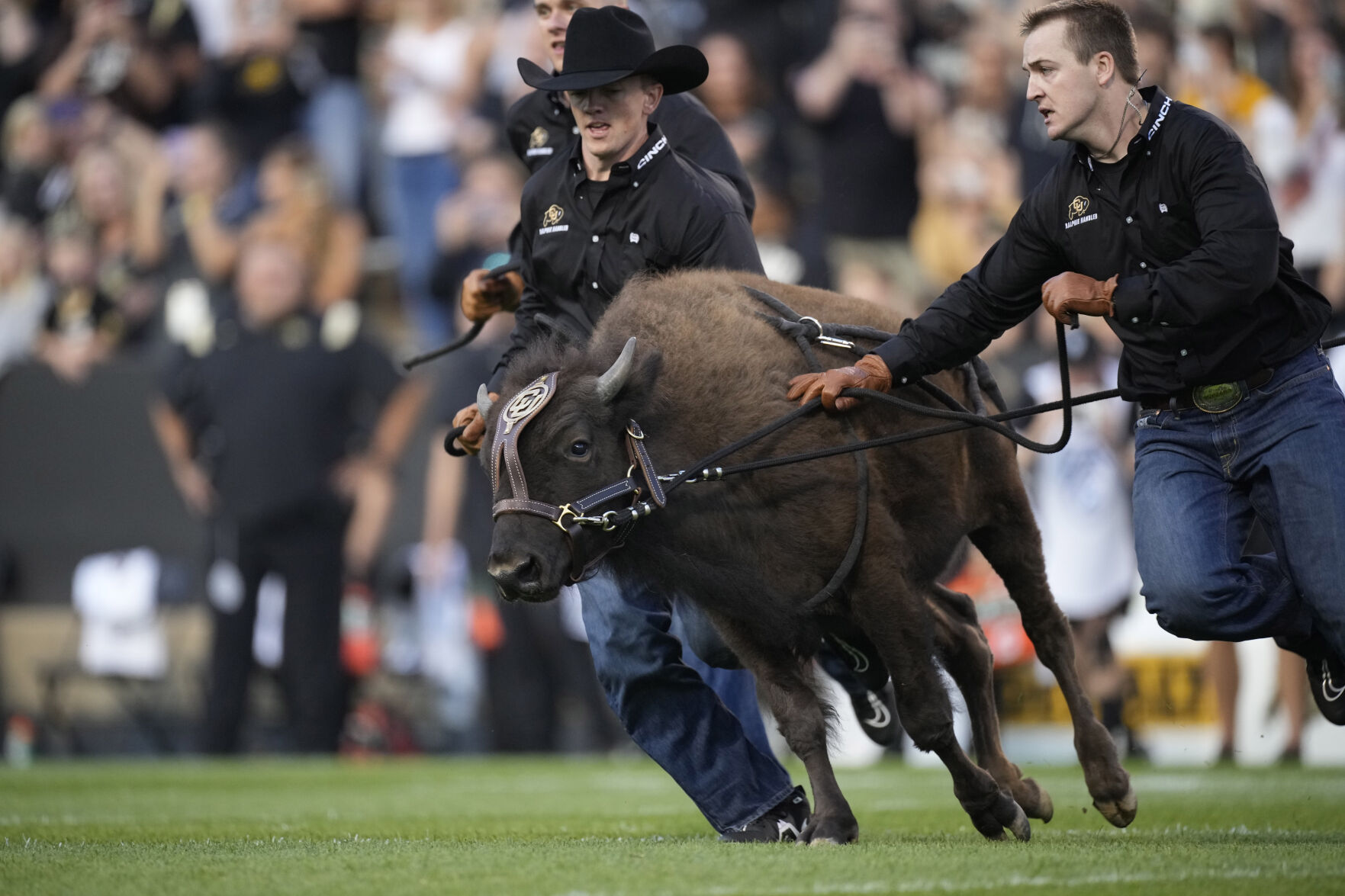 Handlers guide Colorado mascot Ralphie VI on first ceremonial run in the first half of an NCAA college football game Friday, Sept. 3, 2021, in Boulder, Colo. (AP Photo/David Zalubowski) (David Zalubowski)
