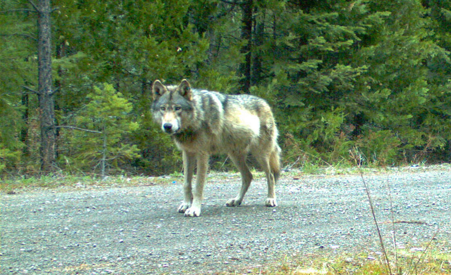Hunters urge Wisconsin DNR to appeal judge’s ruling, reinstate 2021 wolf hunt