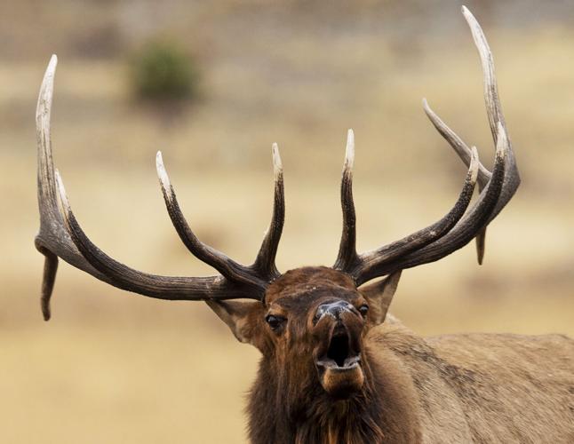 PHOTOS: Annual elk rut and other wildlife in Rocky Mountain National Park