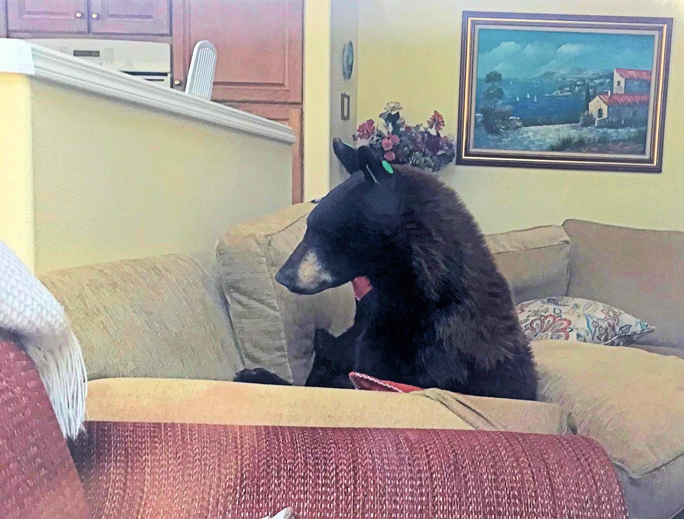 Colorado Springs bear in home