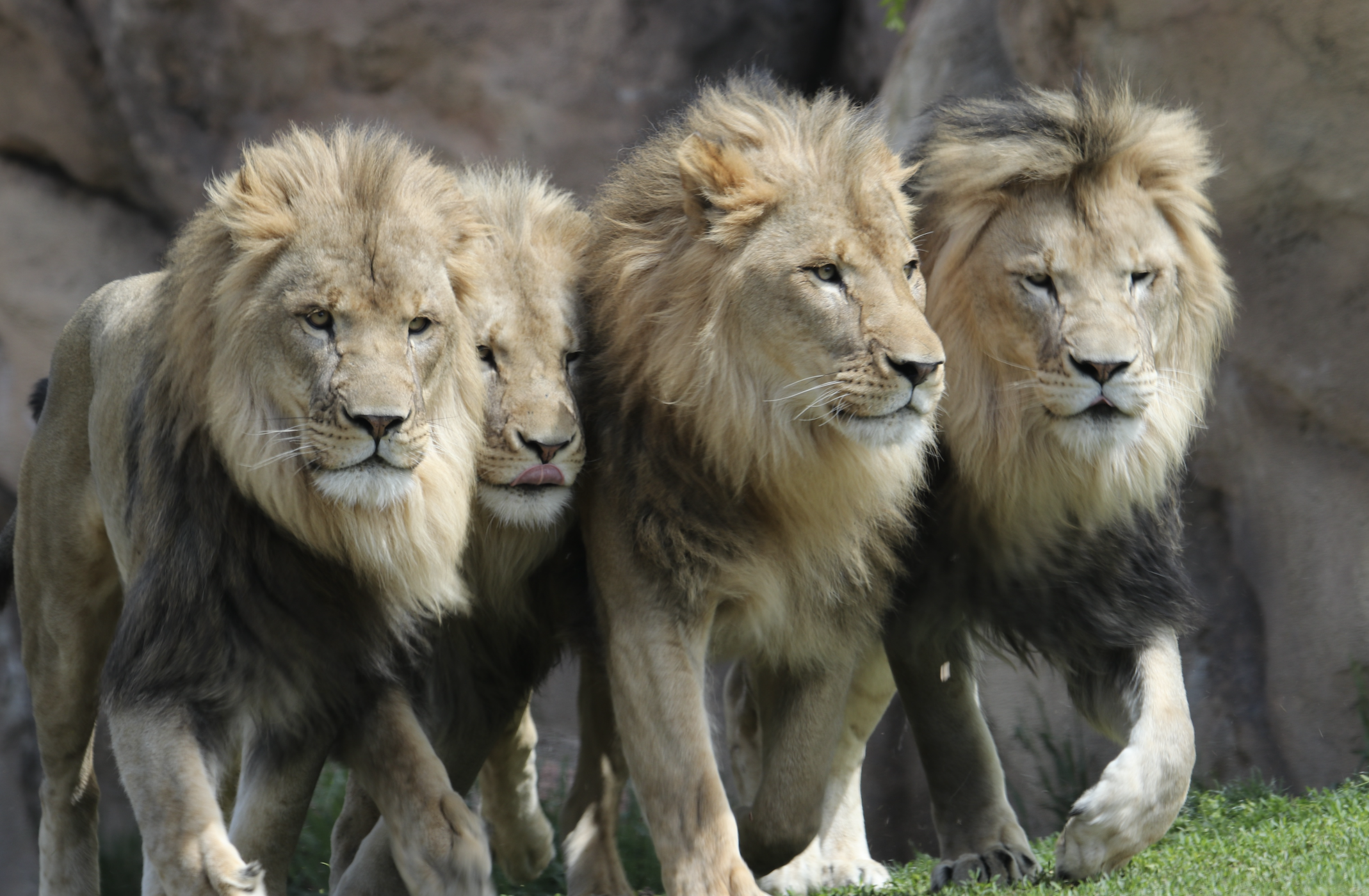 All 11 African lions at Denver Zoo test positive for COVID-19