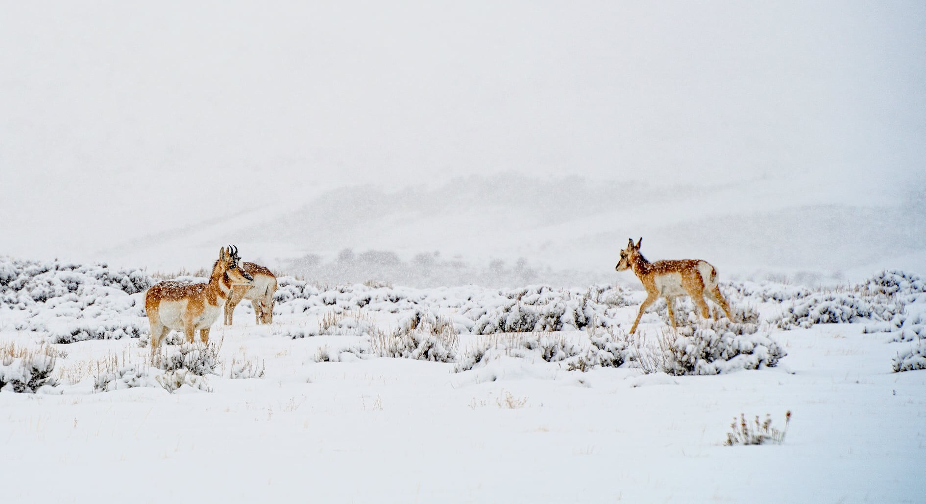 A pronghorn in a meadow near Kremmling. Bark Kollar