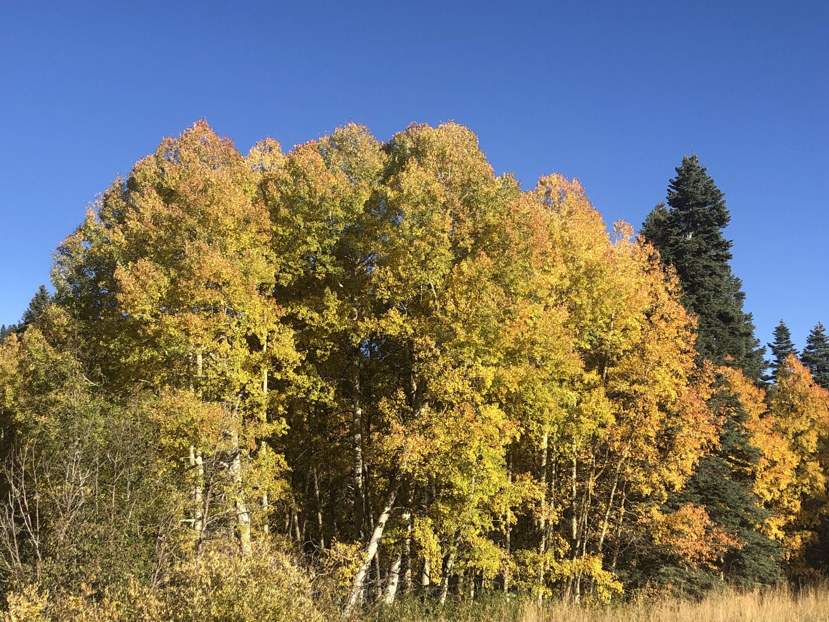A grove of aspen trees along Colorado 165 in southern Colorado. Photo by Nathan Van Dyne, The Gazette (Nathan Van Dyne, The Gazette)