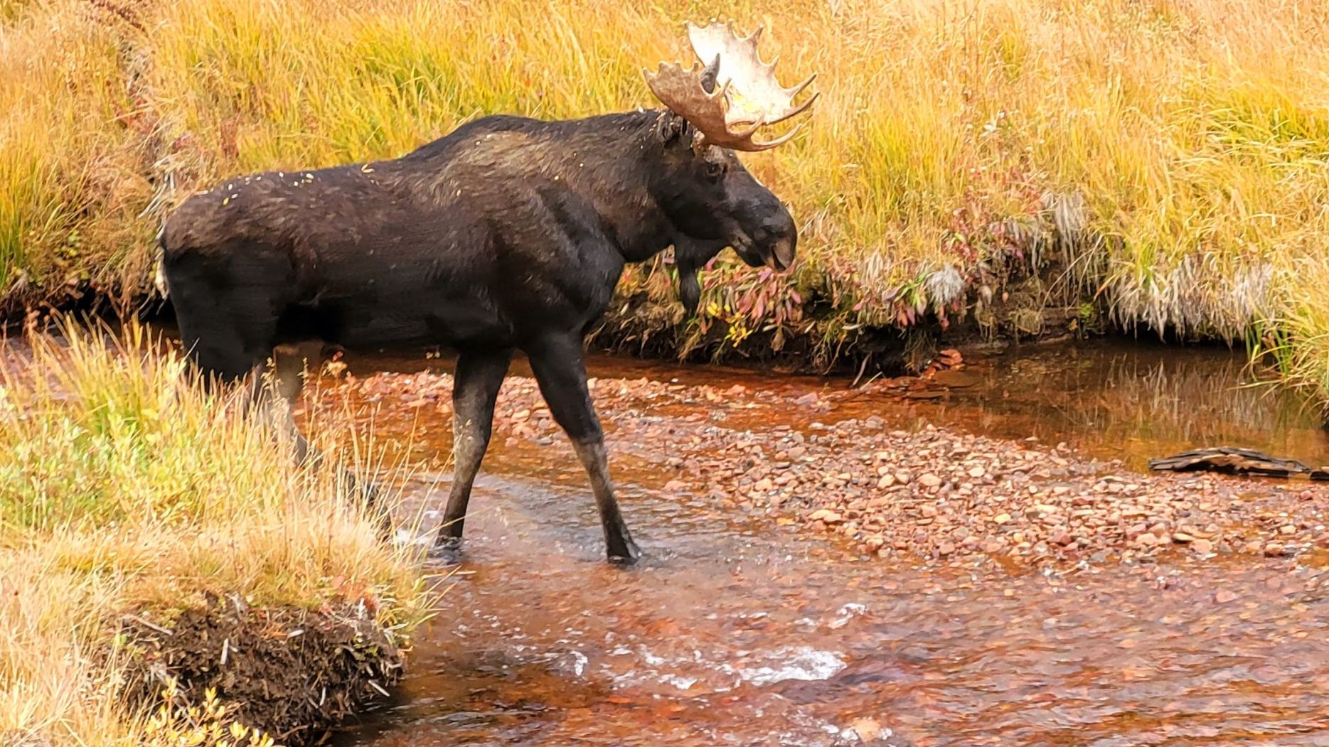 Colorado Parks and Wildlife seeking information in killing of moose