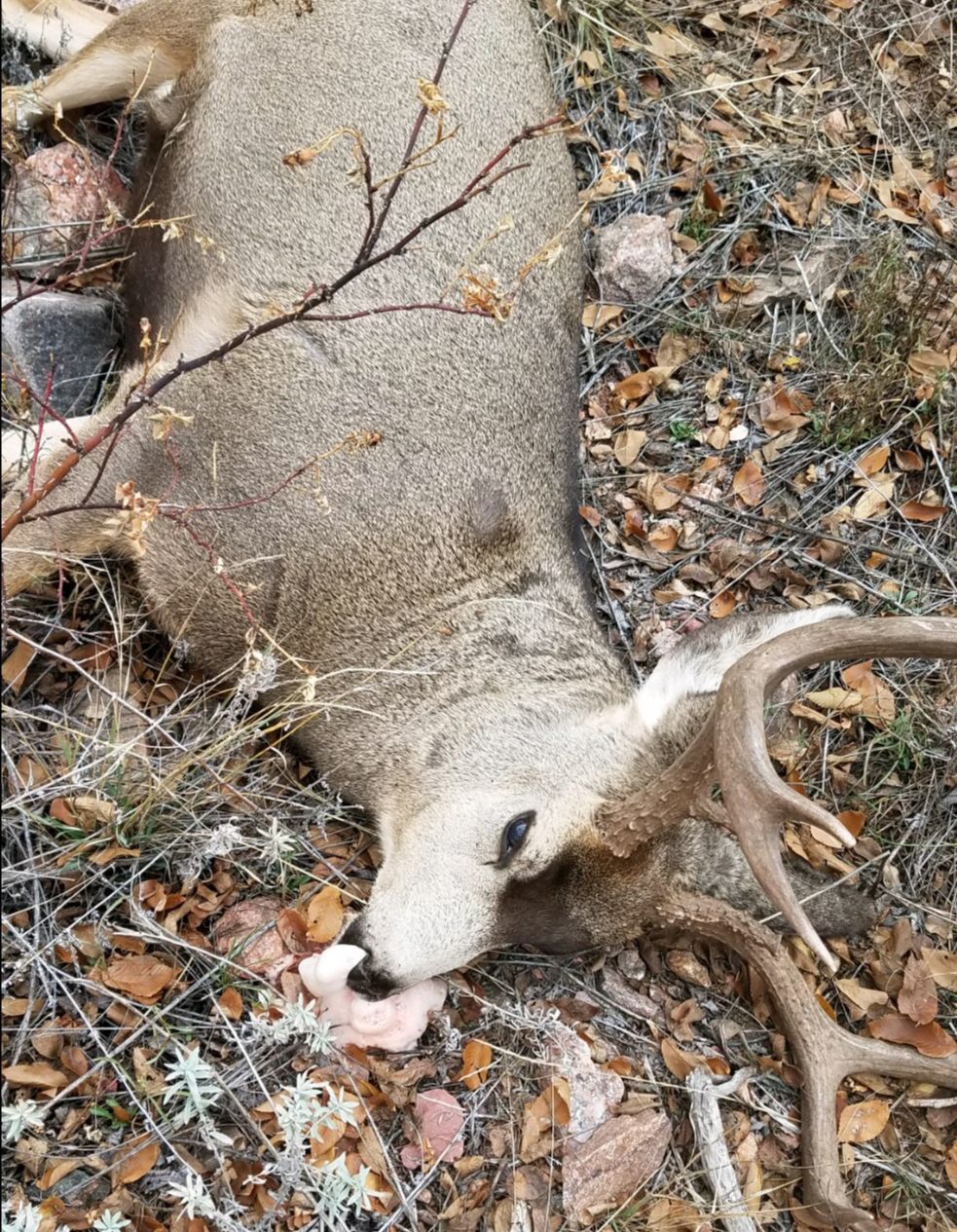Two Colorado deer deaths linked to hemorrhagic disease