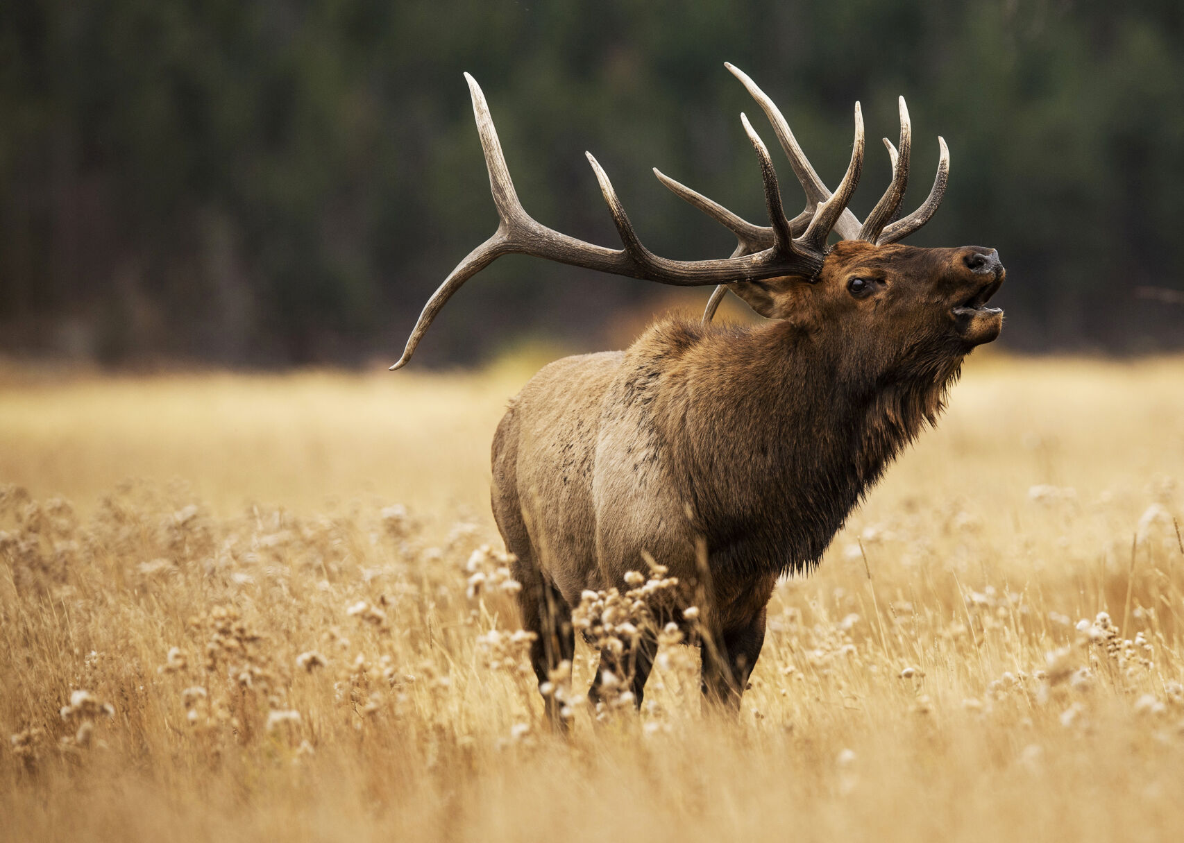 Colorado’s iconic elk rut: ‘You feel like you’re in a crazy nature documentary’