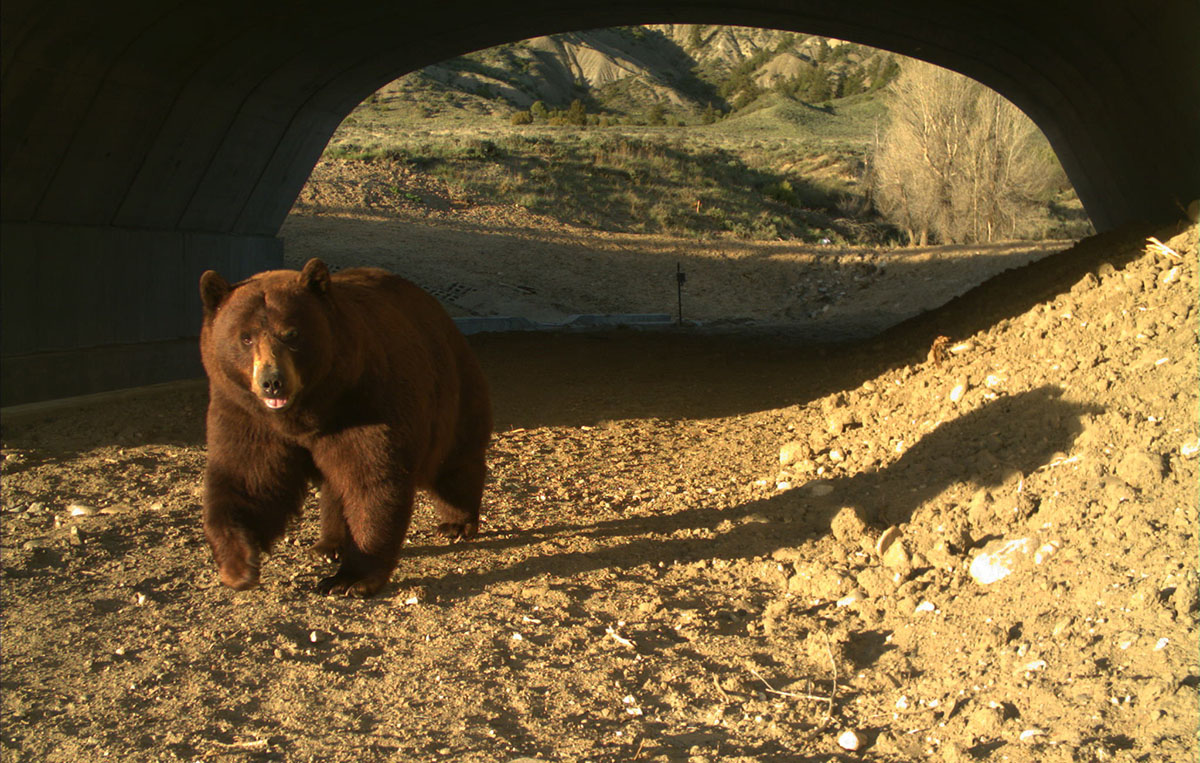 Colorado officials warn of wildlife collisions with end of daylight saving time