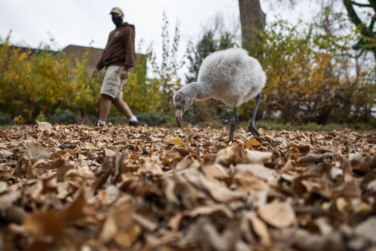 111721-news-DenverZooFlamingoChicks04.JPG