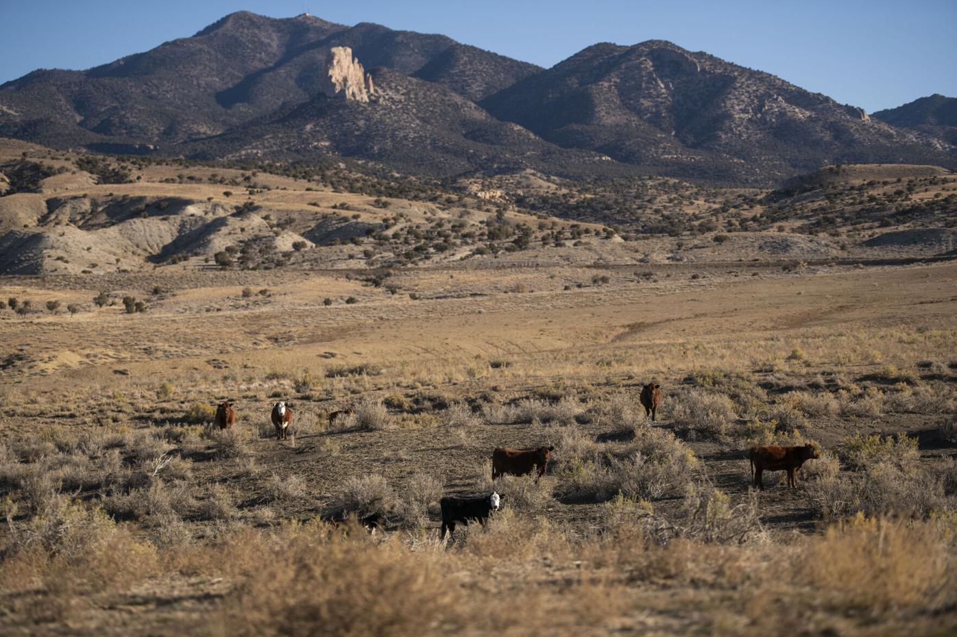 Bow and Arrow cattle ranch & cattle 112221-news-utewater 05