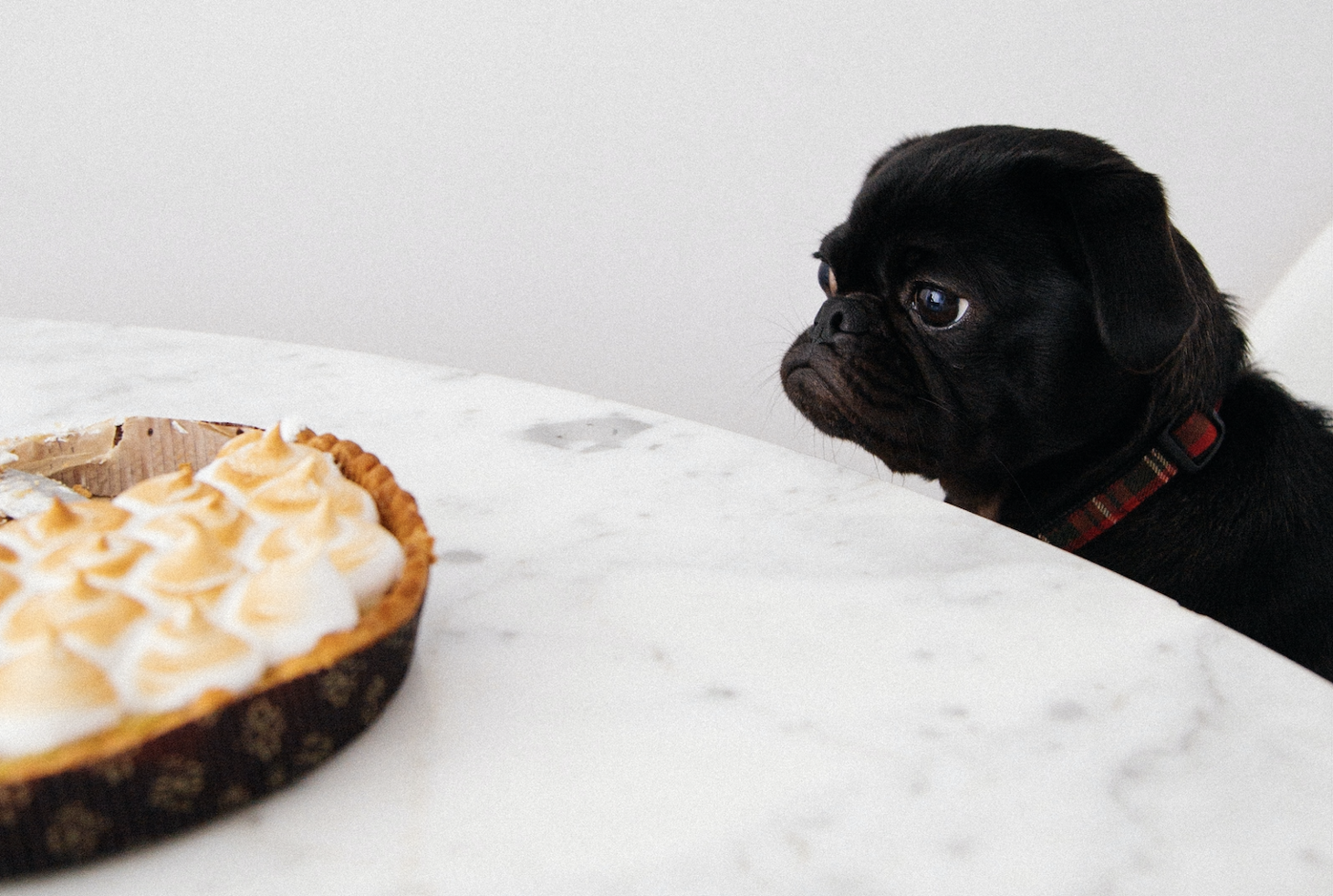 Denver Animal Protection shares pet safety tips ahead of Thanksgiving