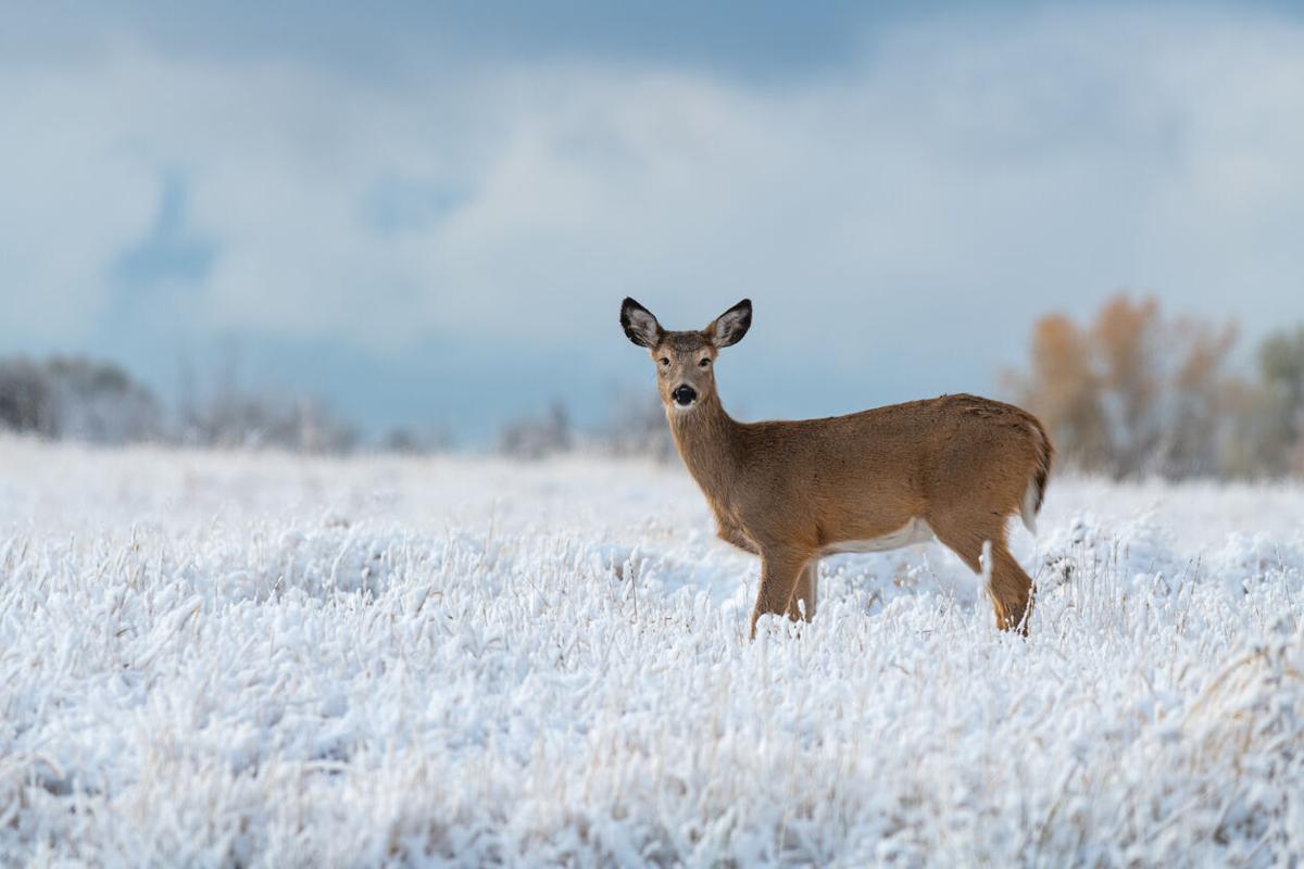 White-tailed Deer in a Snowy Meadow File photo. Photo Credit: kahj19 (iStock).