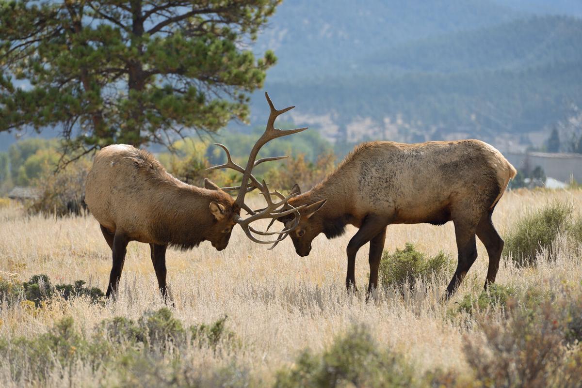 File photo of two bull elks fighting on the top of a mountain meadow. Photo Credit: SeanXu (iStock).