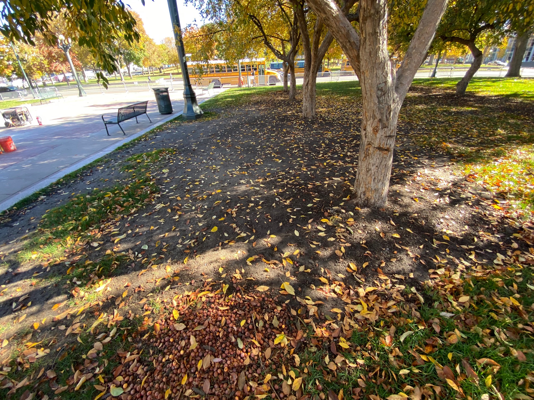 Damage to the Civic Center Park grounds in areas where fentanyl and heroin were being sold all day long will be repaired. (Carol McKinley)