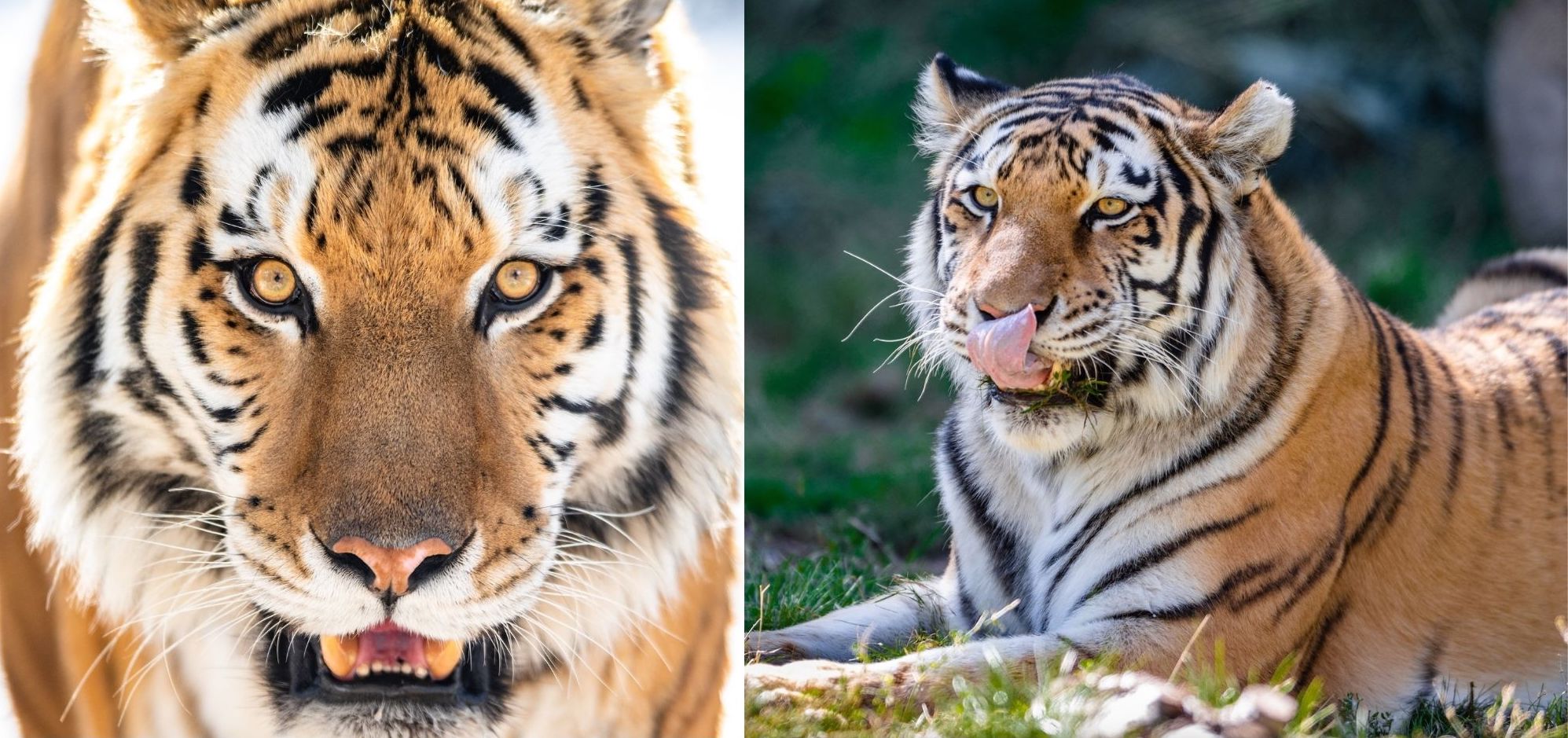 Tigers at Denver Zoo fully recovered from COVID-19