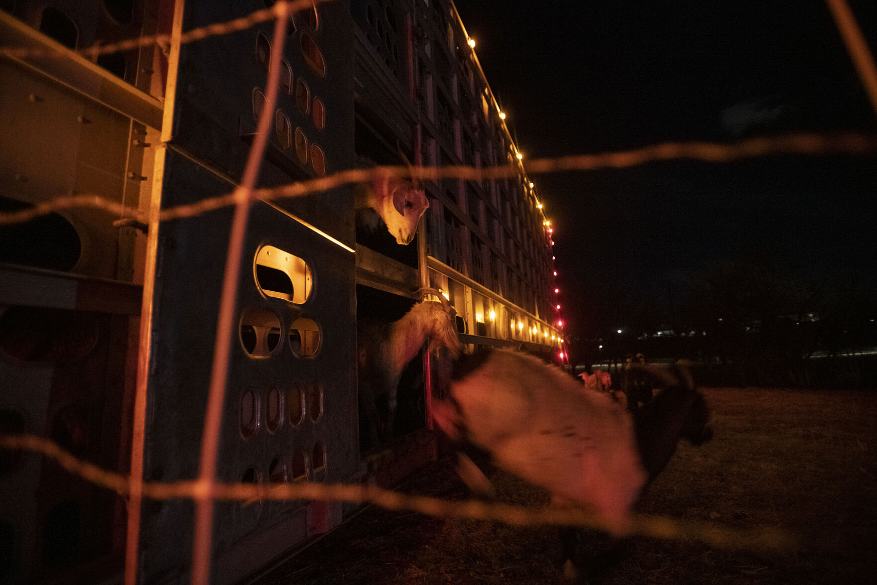Cashmere goats leap out of a stock trailer upon their arrival at Bear Creek Regional Park in Colorado Springs on Tuesday, Dec. 14, 2021. Nearly 600 goats have come to feed on the weeds this year, providing a natural and more effective alternative to chemical herbicides.(Chancey Bush/ The Gazette) (Chancey Bush/ The Gazette)
