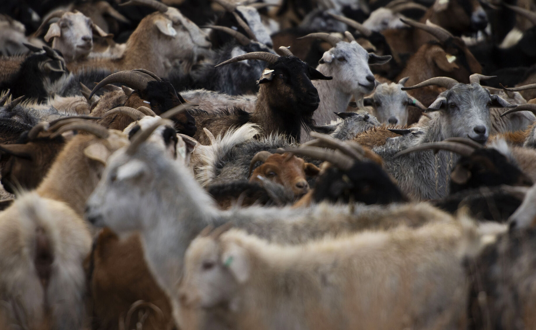 Cashmere goats at Bear Creek Regional Park in Colorado Springs on Wednesday, Dec. 14, 2021. The goats arrived Tuesday evening with herder Lani Malmberg of Goat Green LLC. Nearly 600 goats have come to feed on the weeds this year, providing a natural and more effective alternative to chemical herbicides. (Chancey Bush/ The Gazette) (Chancey Bush/ The Gazette)
