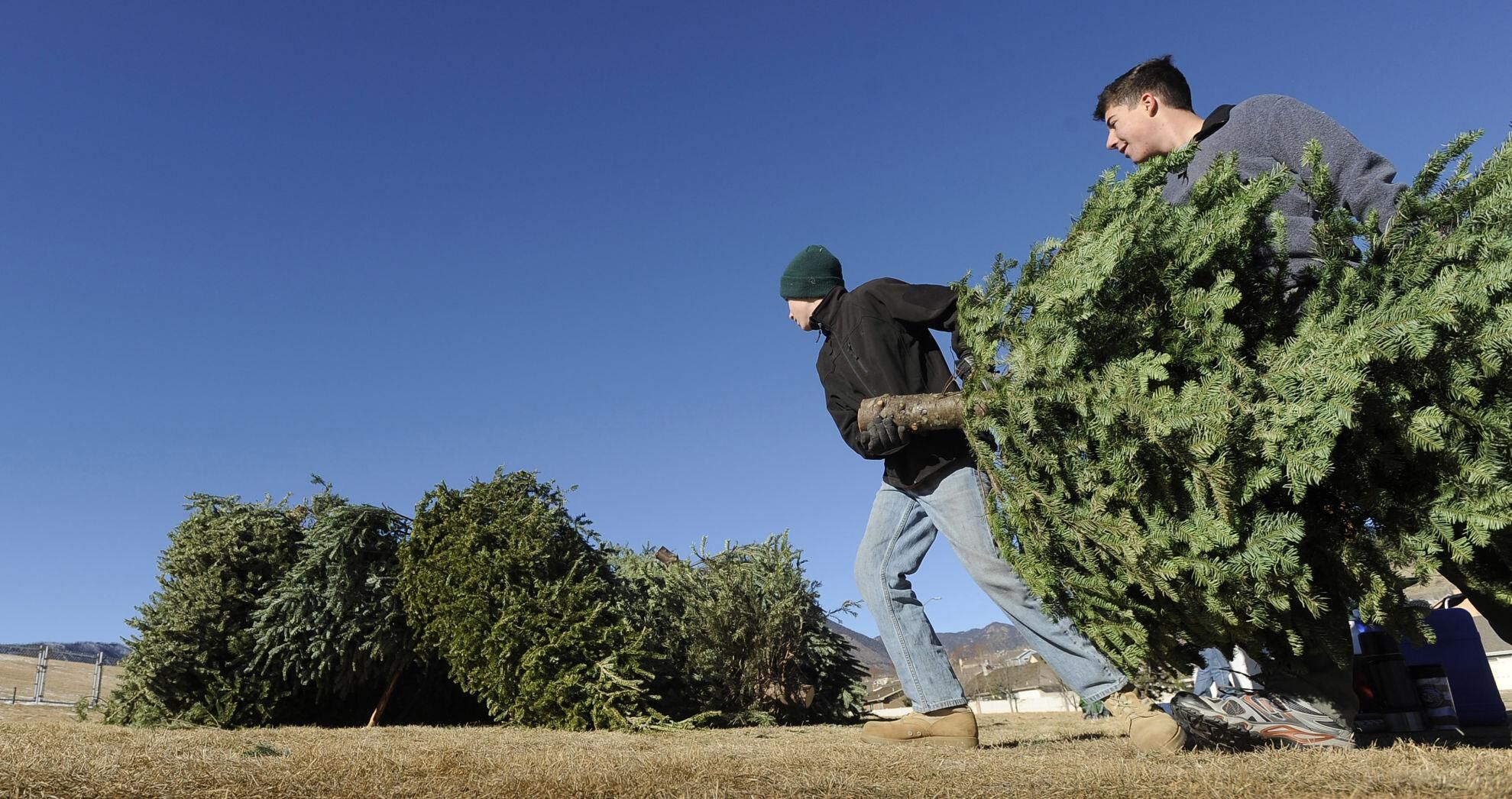 Where to recycle Christmas trees in El Paso, Teller counties