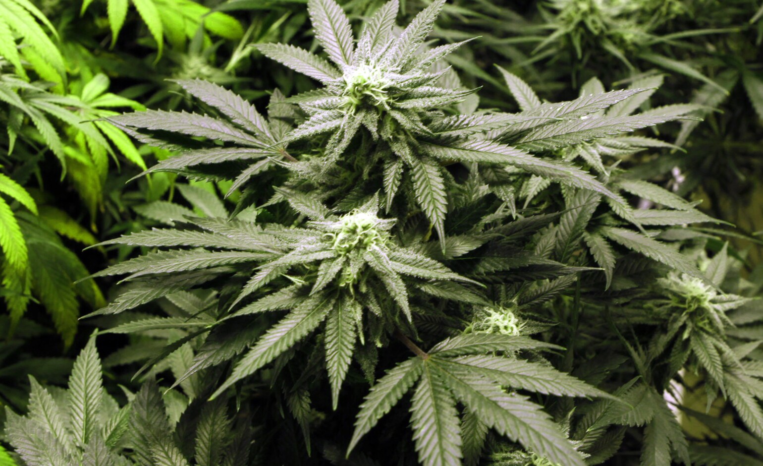 Marijuana sales drop in Colorado for third consecutive month