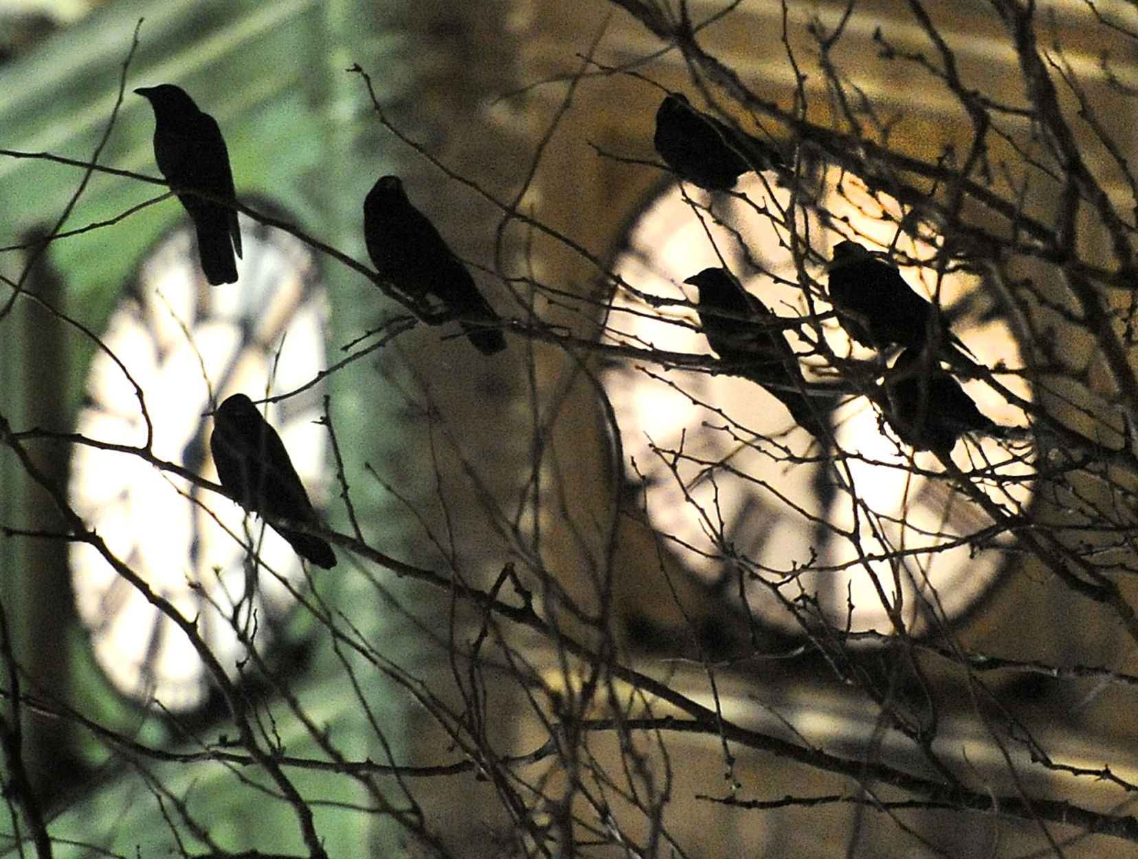Most of the big, black birds you see in Colorado Springs are crows, though ravens will venture into urban areas. Crows, part of the corvid family, which includes blue jays, scrub jays, stellar jays, magpies and ravens, are highly intelligent and communicative. Researchers have found they’re tops in innovative feeding behaviors and they’re also good at facial recognition. (Bill Lackey)