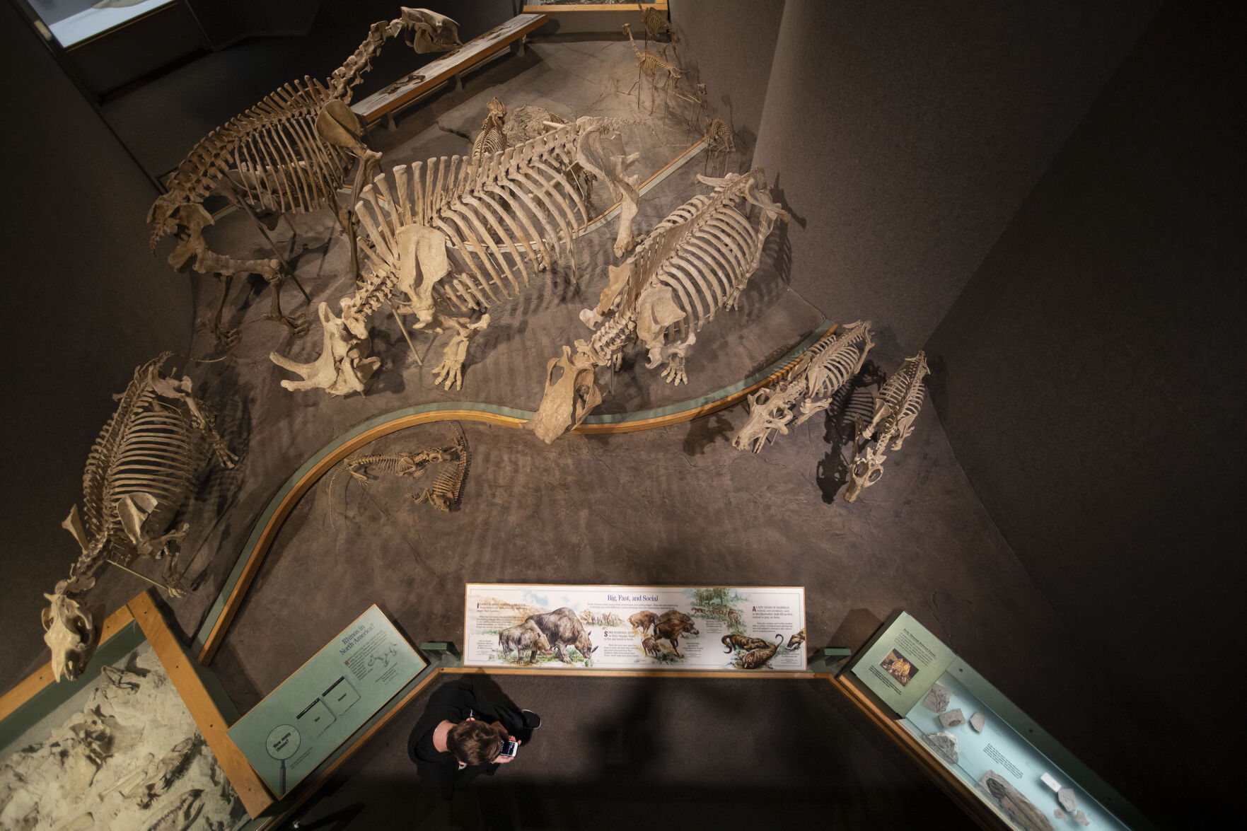 A visitor looks down at his phone while visiting the Prehistoric Journey hall at the Denver Museum of Nature and Science on Monday, Dec. 14, 2021, in Denver, Colo. (Timothy Hurst/The Gazette) (Timothy Hurst)
