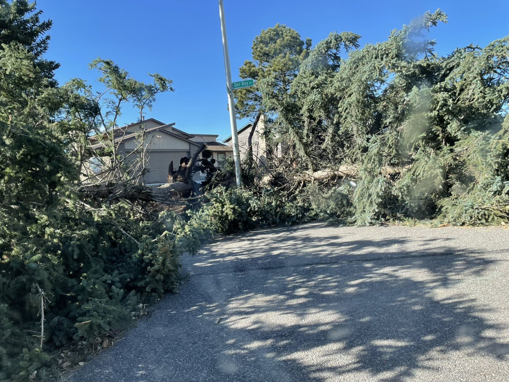 Trees were toppled in north Colorado Springs on Wednesday, Dec. 15, 2021. (Courtesy Lisa Wiley)