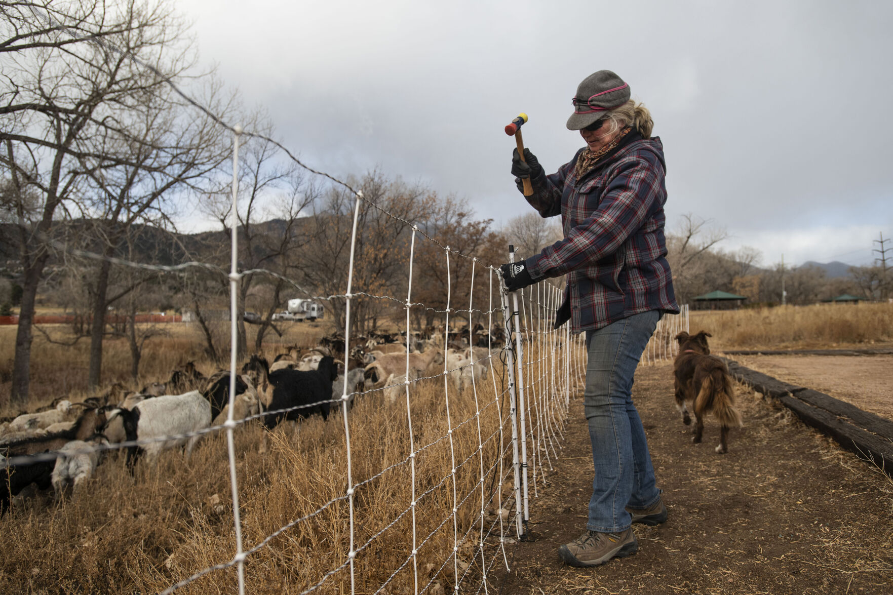 Lani Malmberg, herder of Goat Green LLC, works on putting up temporary fencing for her Cashmere goat herd at Bear Creek Regional Park in Colorado Springs on Wednesday, Dec. 15, 2021. Nearly 600 goats have come to feed on the weeds this year, providing a natural and more effective alternative to chemical herbicides. (Chancey Bush/ The Gazette) (Chancey Bush/ The Gazette)