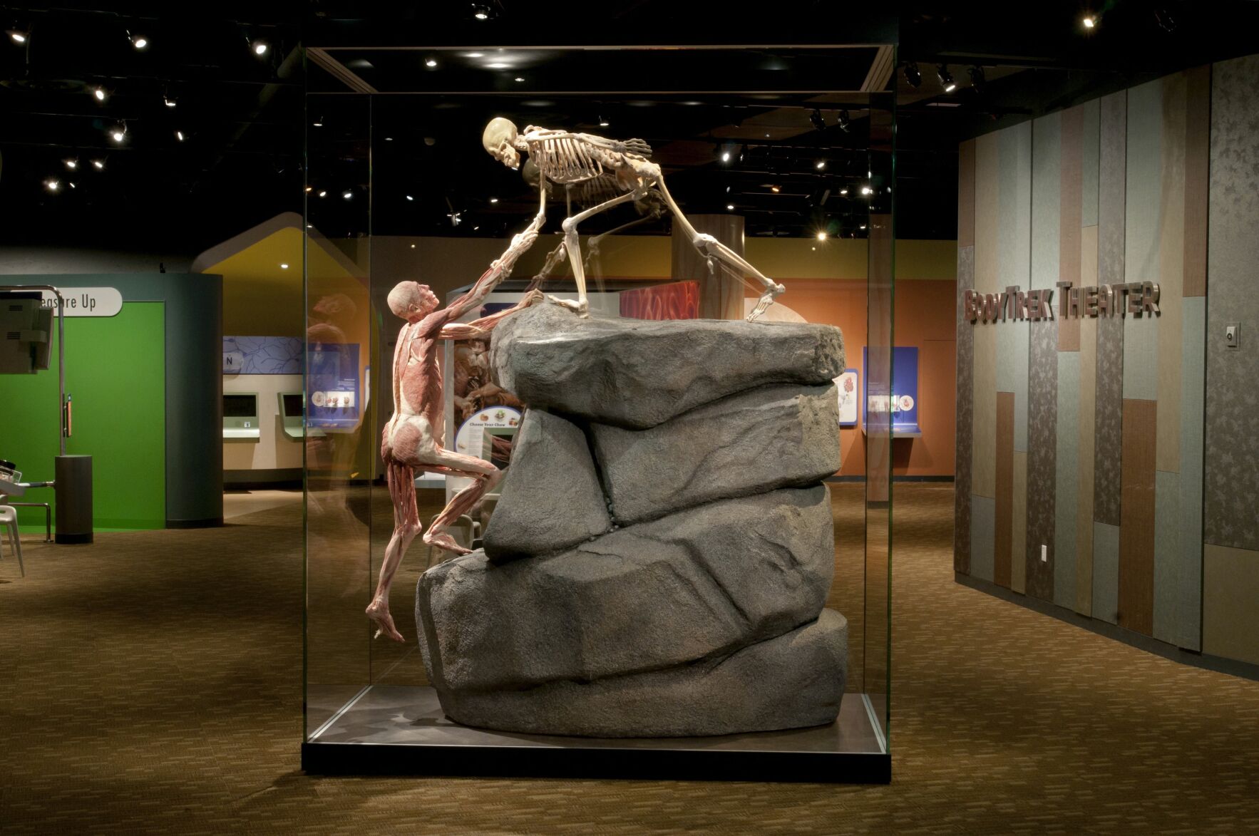 The plastinates known as The Hikers on display at the the Denver Museum of Nature and Science. Photo courtesy Denver Museum of Nature and Science