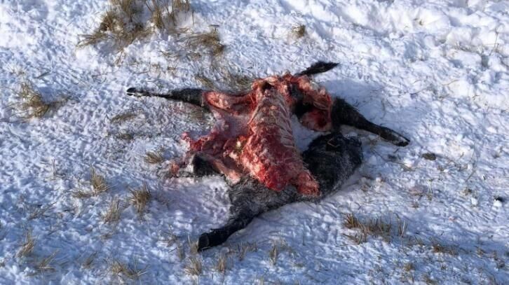 A purebred heifer, killed near Walden, Colo. The state is investigating claims by the Colorado Cattlemen's Association the heifer was killed by a pack of wolves. (courtesy Colorado Cattlemen's Association)
