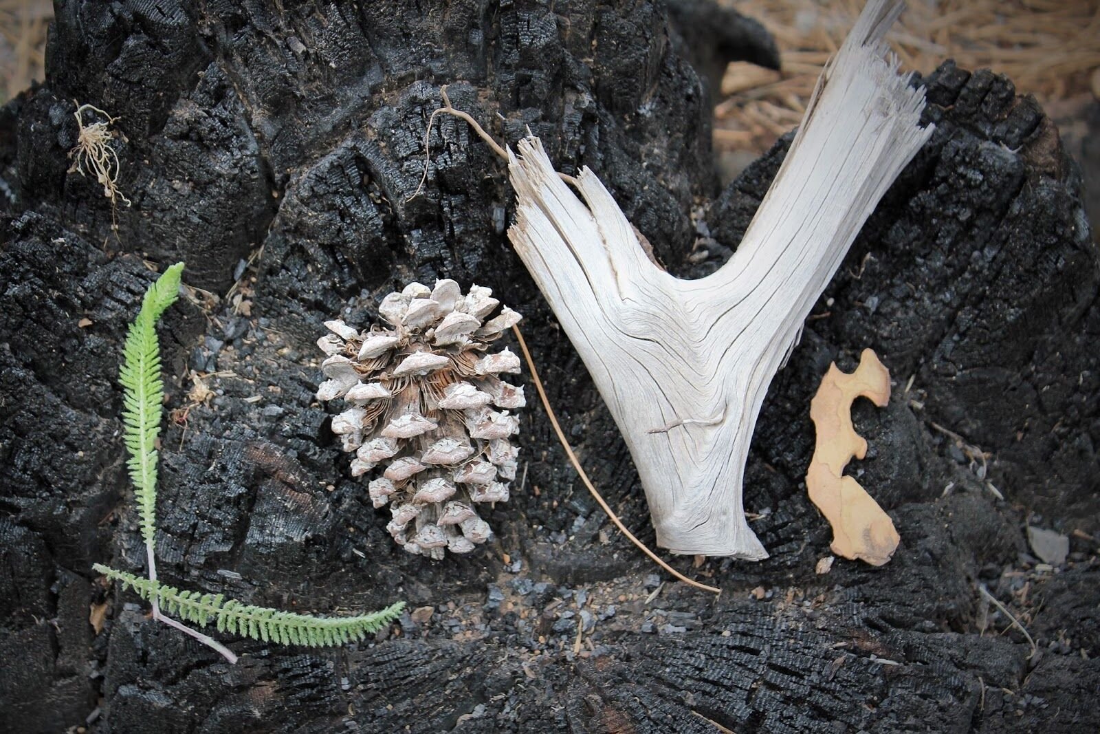 Stacie Dosmann creates words out of thngs she finds in nature. (courtesy photos)