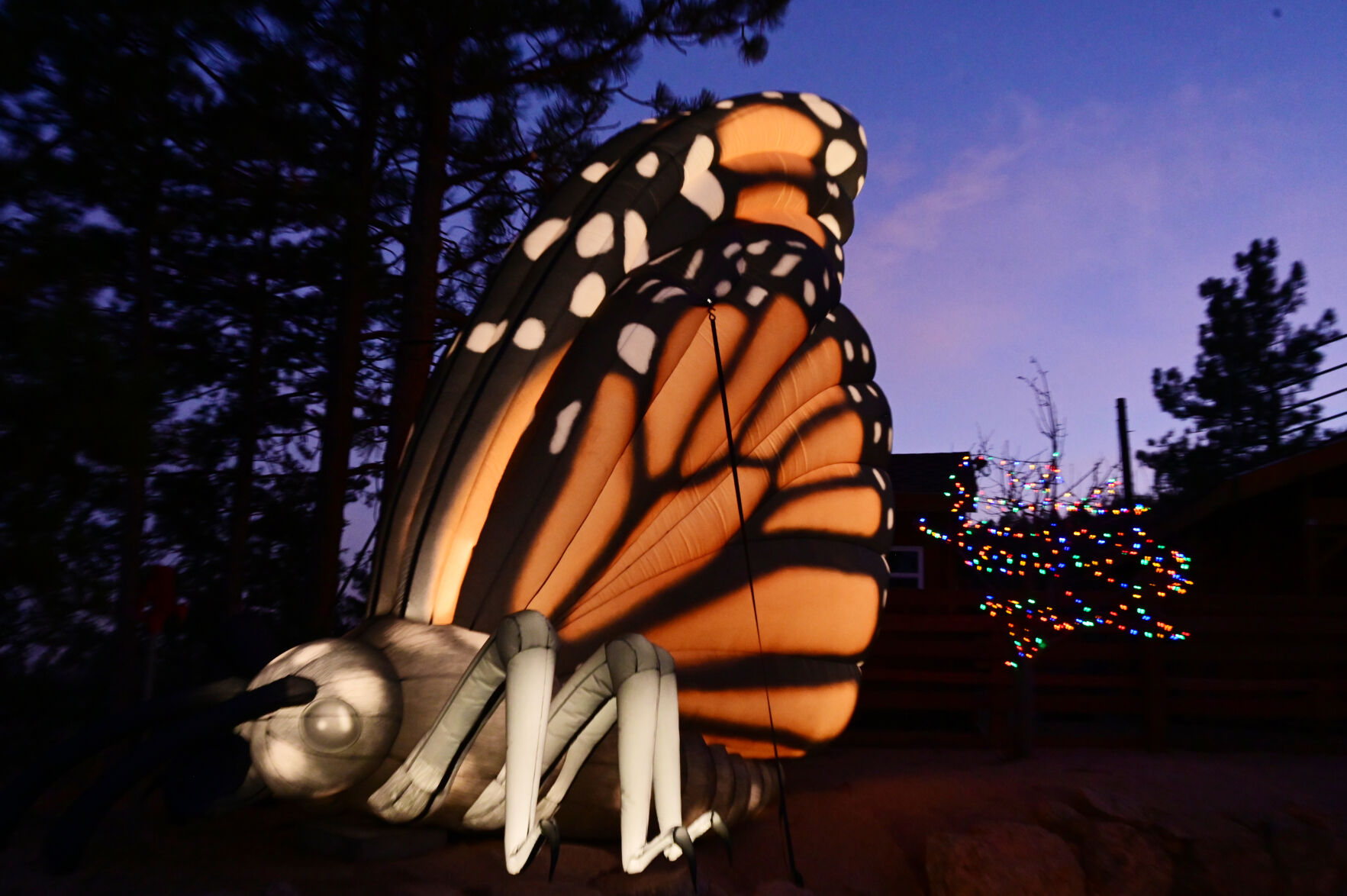 A giant Monarch butterfly was one of the inflatable additions to the Cheyenne Mountain Zoo’s Electric Safari. Dec. 5, 2021 (Photo by Jerilee Bennett, The Gazette) (Jerilee Bennett)