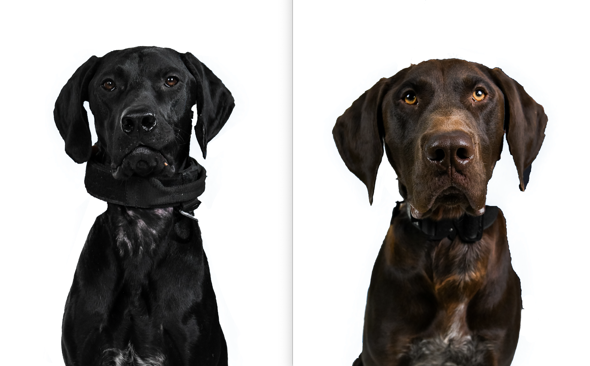Colorado State Patrol adds its first bomb sniffing dogs