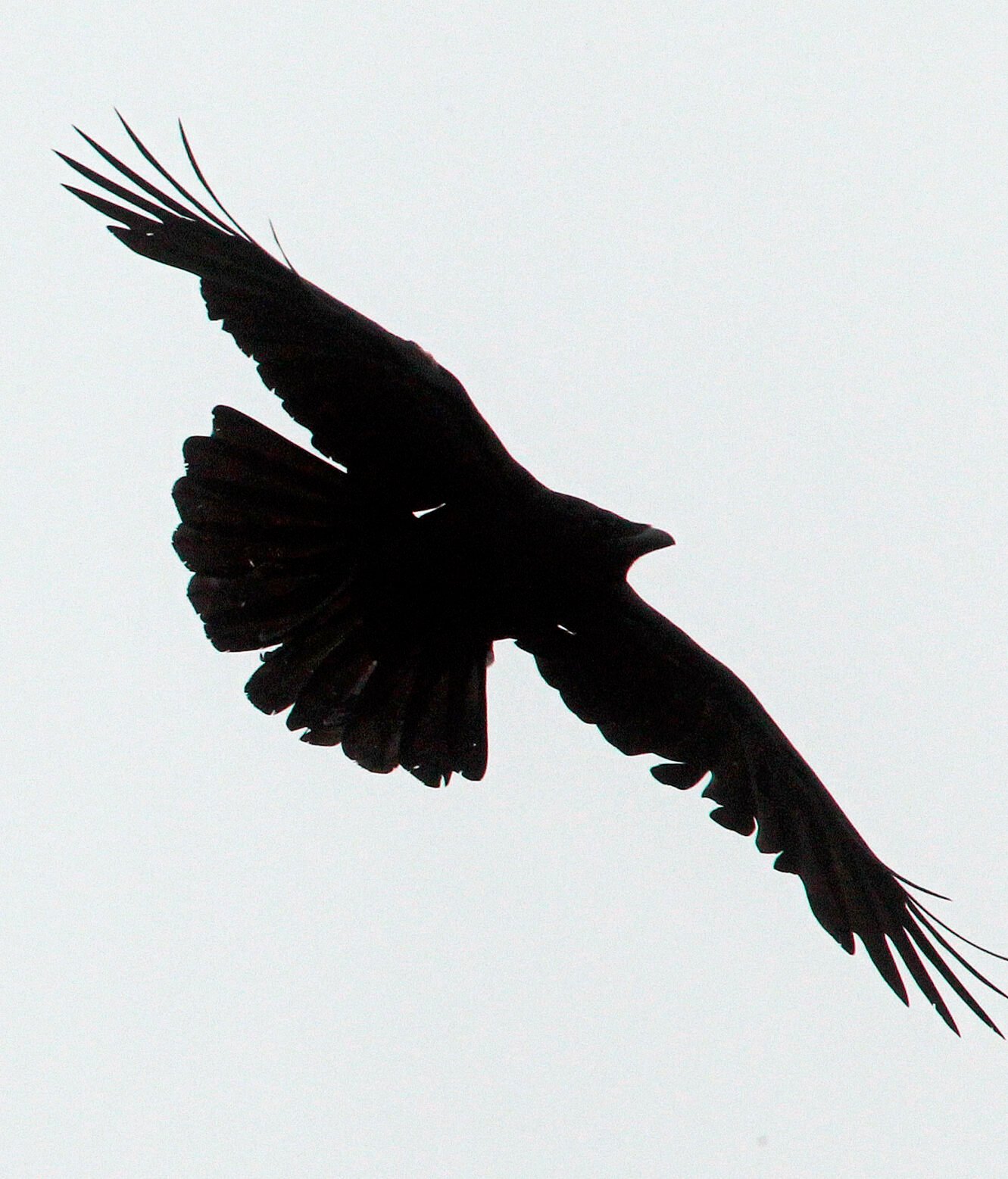 A crow flies over the Morrison Bridge in Portland, Ore. (the associated press file)