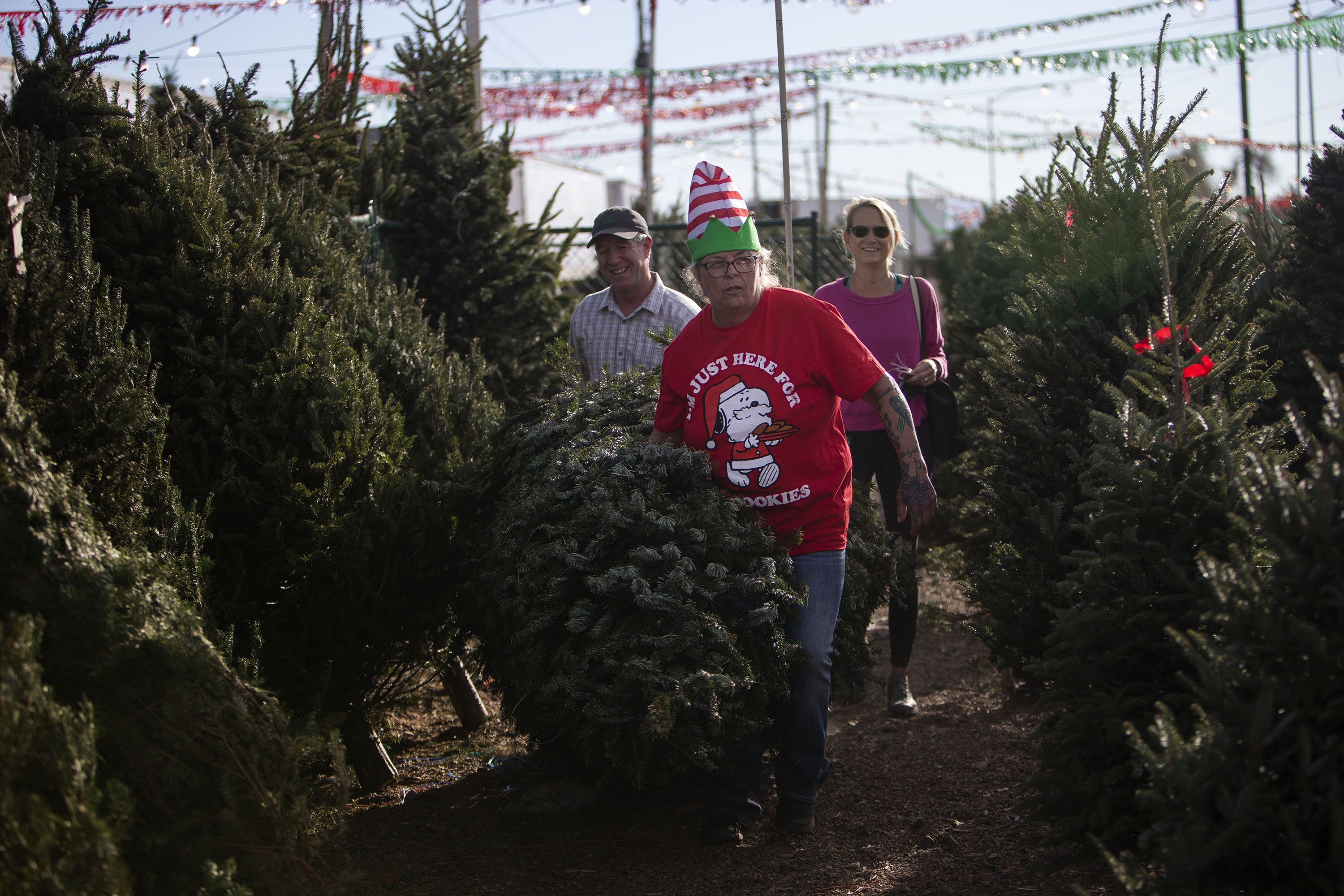 Buy your Christmas tree now before they’re gone, Denver area vendors say