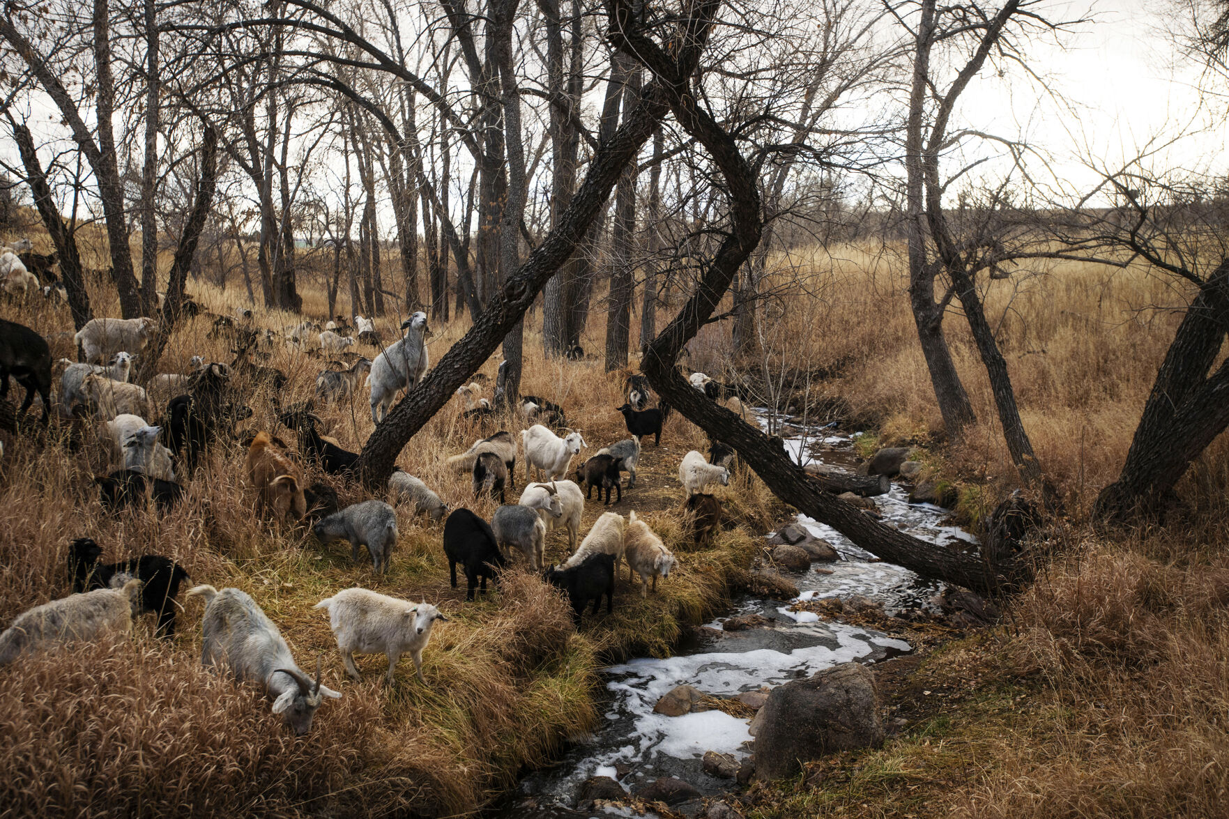 Cashmere goats feed on vegetation at Bear Creek Regional Park in Colorado Springs on Wednesday, Dec. 14, 2021. The goats arrived Tuesday evening with herder Lani Malmberg of Goat Green LLC. Nearly 600 goats have come to feed on the weeds this year, providing a natural and more effective alternative to chemical herbicides. (Chancey Bush/ The Gazette) (Chancey Bush/ The Gazette)