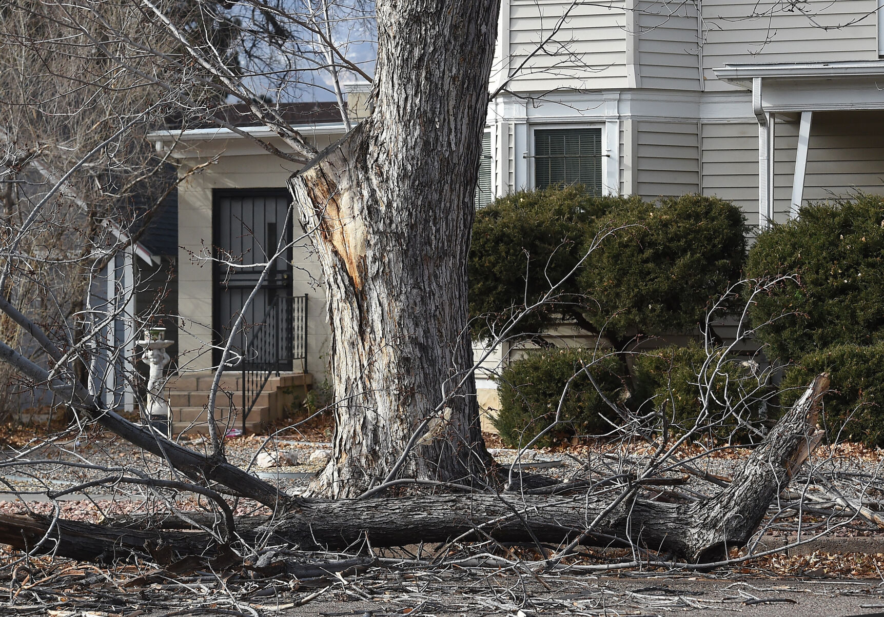 A large limb lays in the street by the side of the road on N. Tejon St. on Wednesday, Dec. 15, 2021. (Photo by Jerilee Bennett, The Gazette) (Jerilee Bennett)