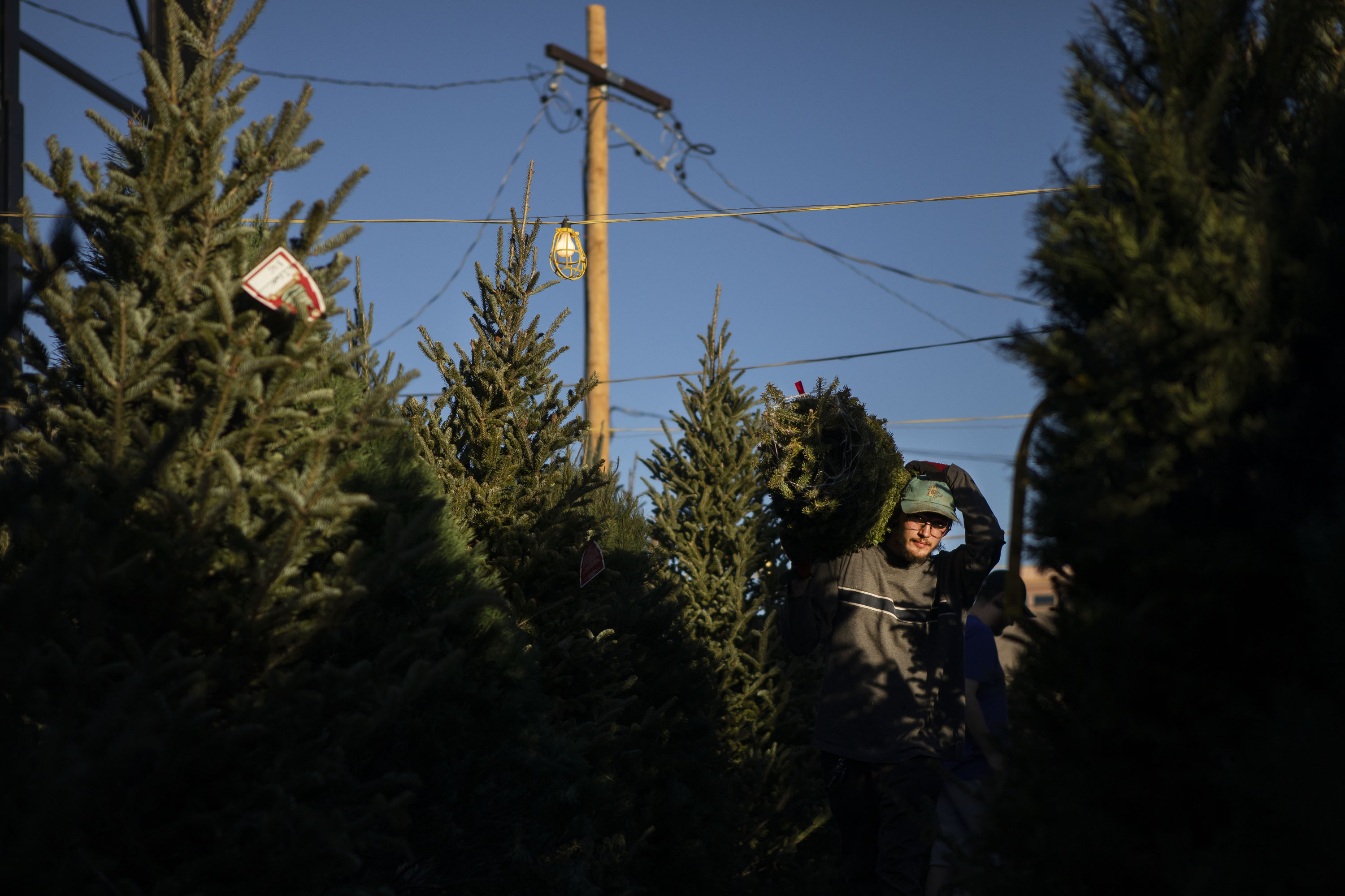 Tree salesman Chase Baca carries a new tree into the Reindeer Ranch Christmas Trees lot on Monday, Nov. 29, 2021, in Denver. (TimHursttim.hurst@gazette.comhttps://secure.gravatar.com/avatar/aca82bd62b4ee425c598527cd6faa1b1?d=mm&r=g)