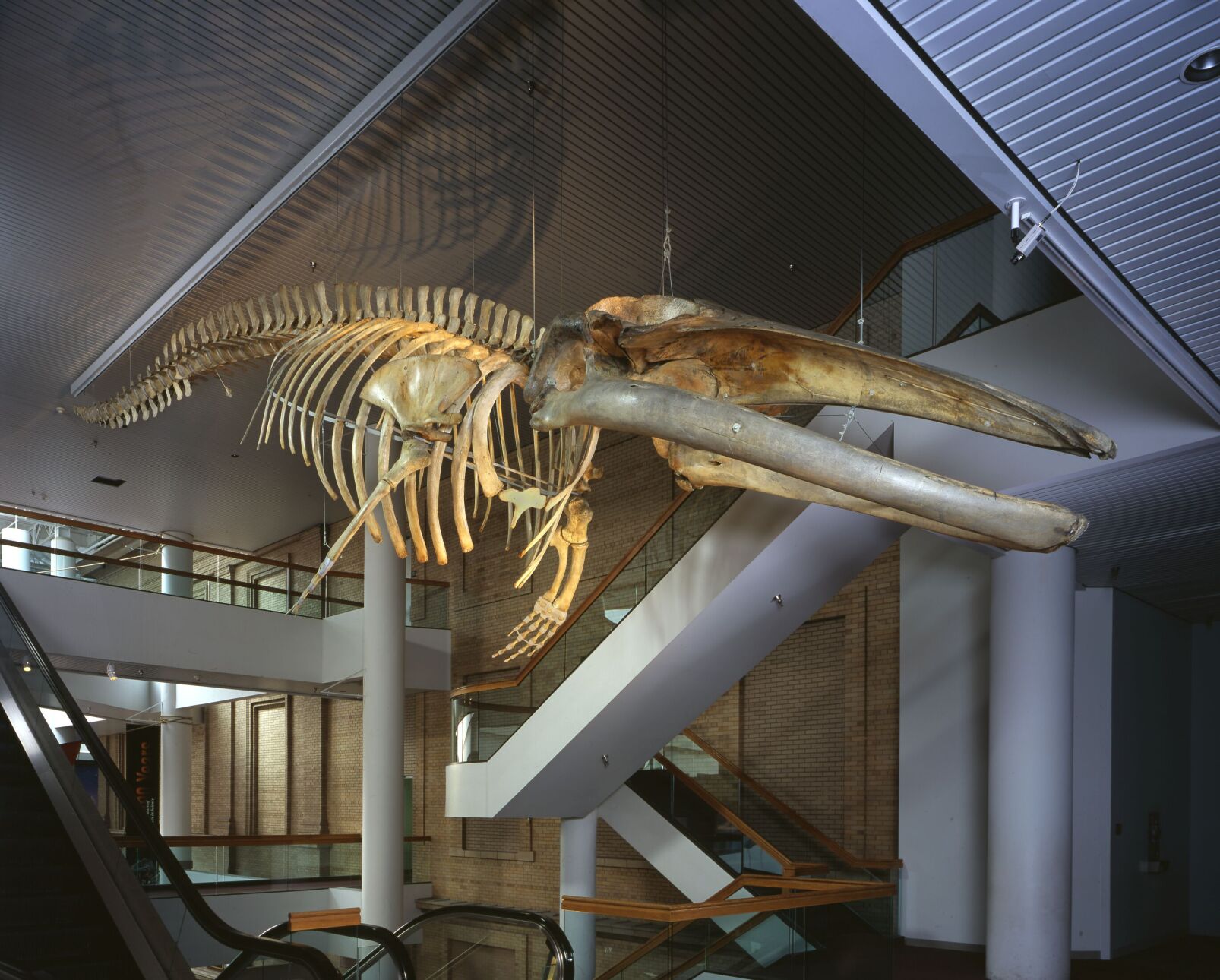 This skeleton of a whale is a familiar site at the Denver Museum of Nature and Science. Photo courtesy Denver Museum of Nature and Science